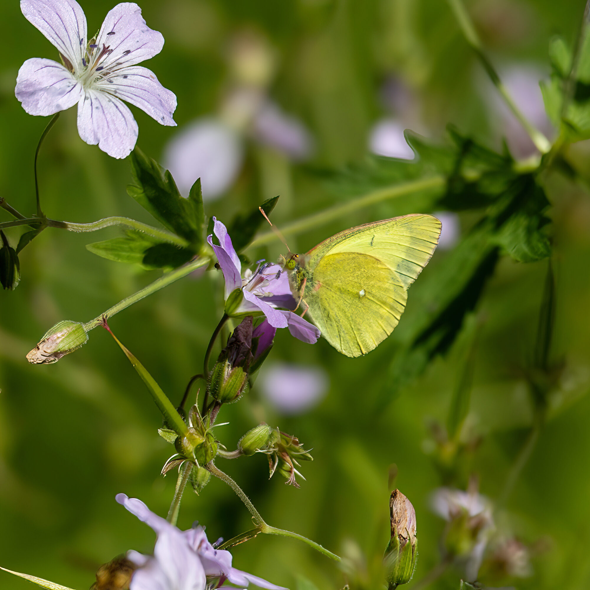 Valokuvaaja: Hannu Tikkanen