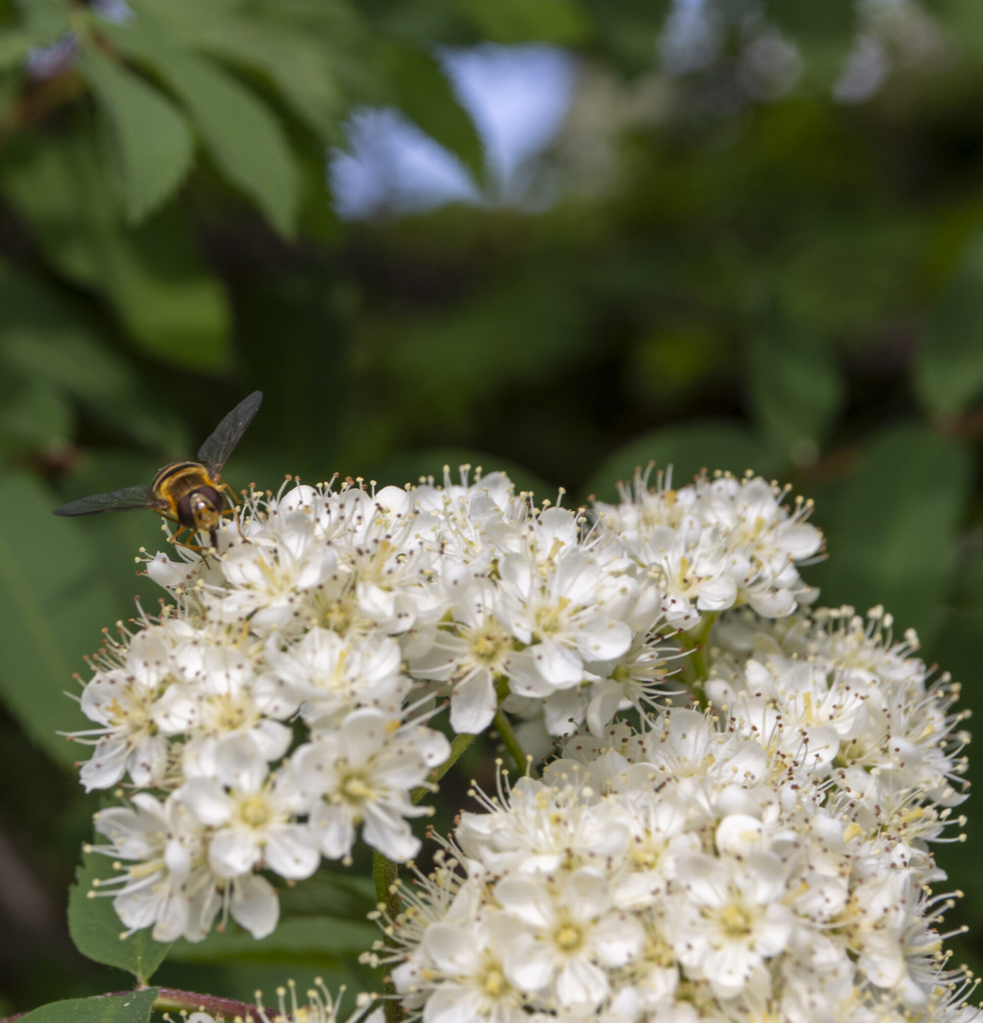 Valokuvaaja: Hannu Tikkanen