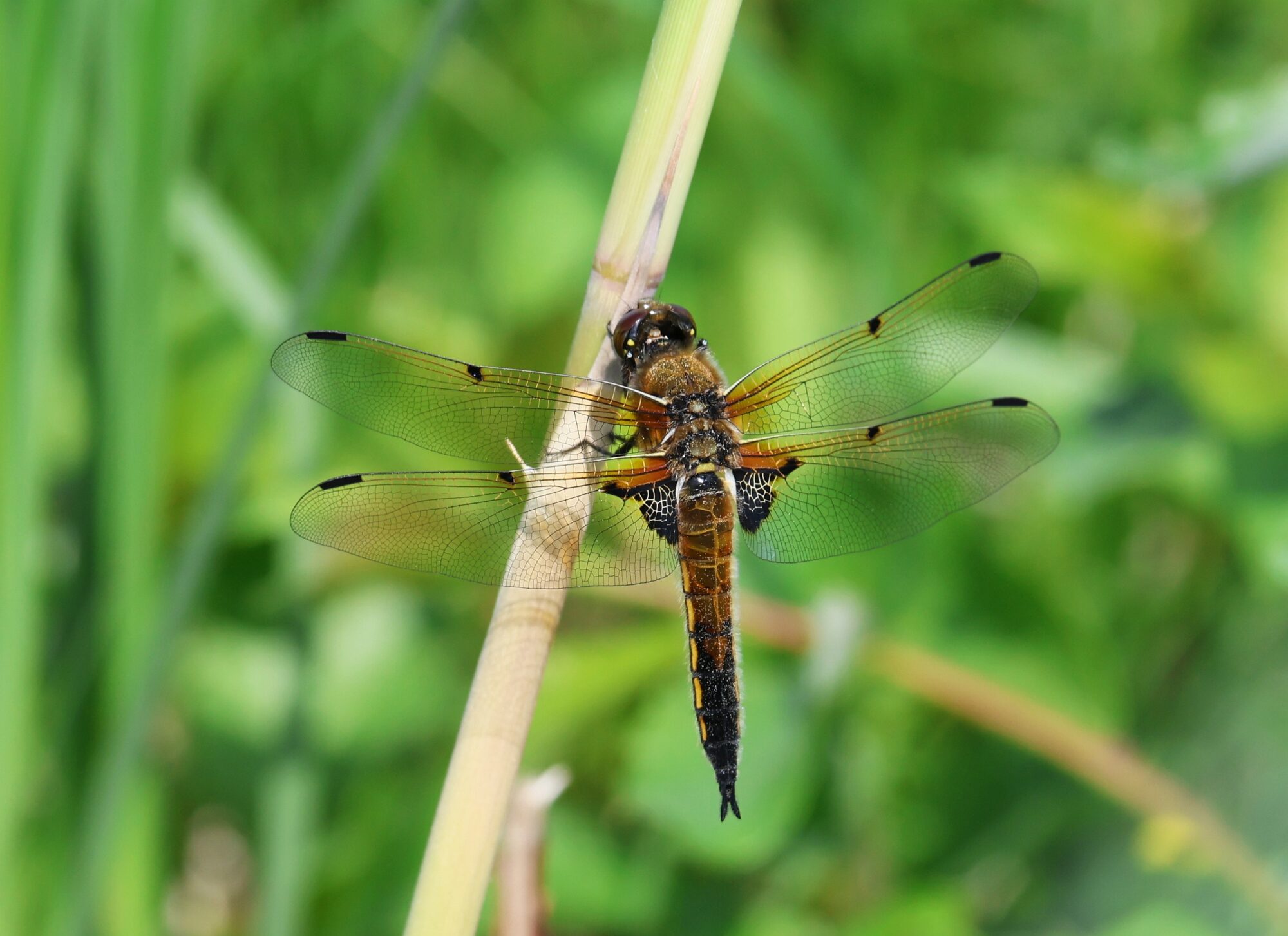 Valokuvaaja: Jaana Saarelainen