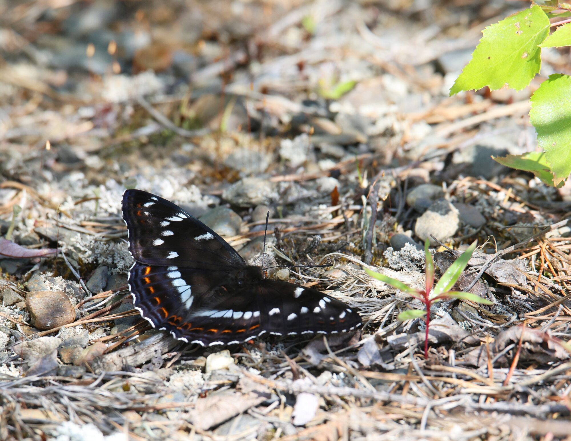 Valokuvaaja: Jaana Saarelainen