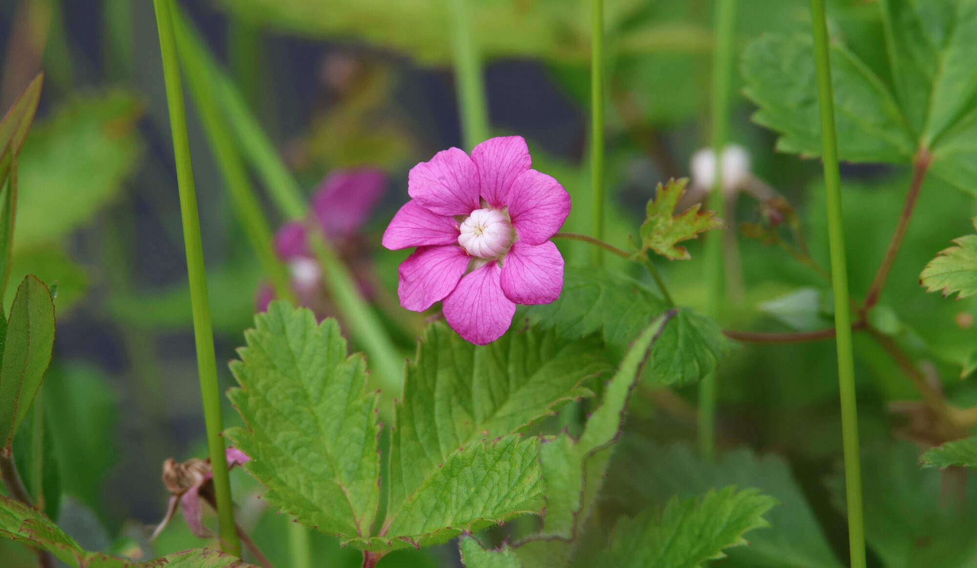 Valokuvaaja: Jaana Saarelainen Valokuvaaja: Jaana Saarelainen