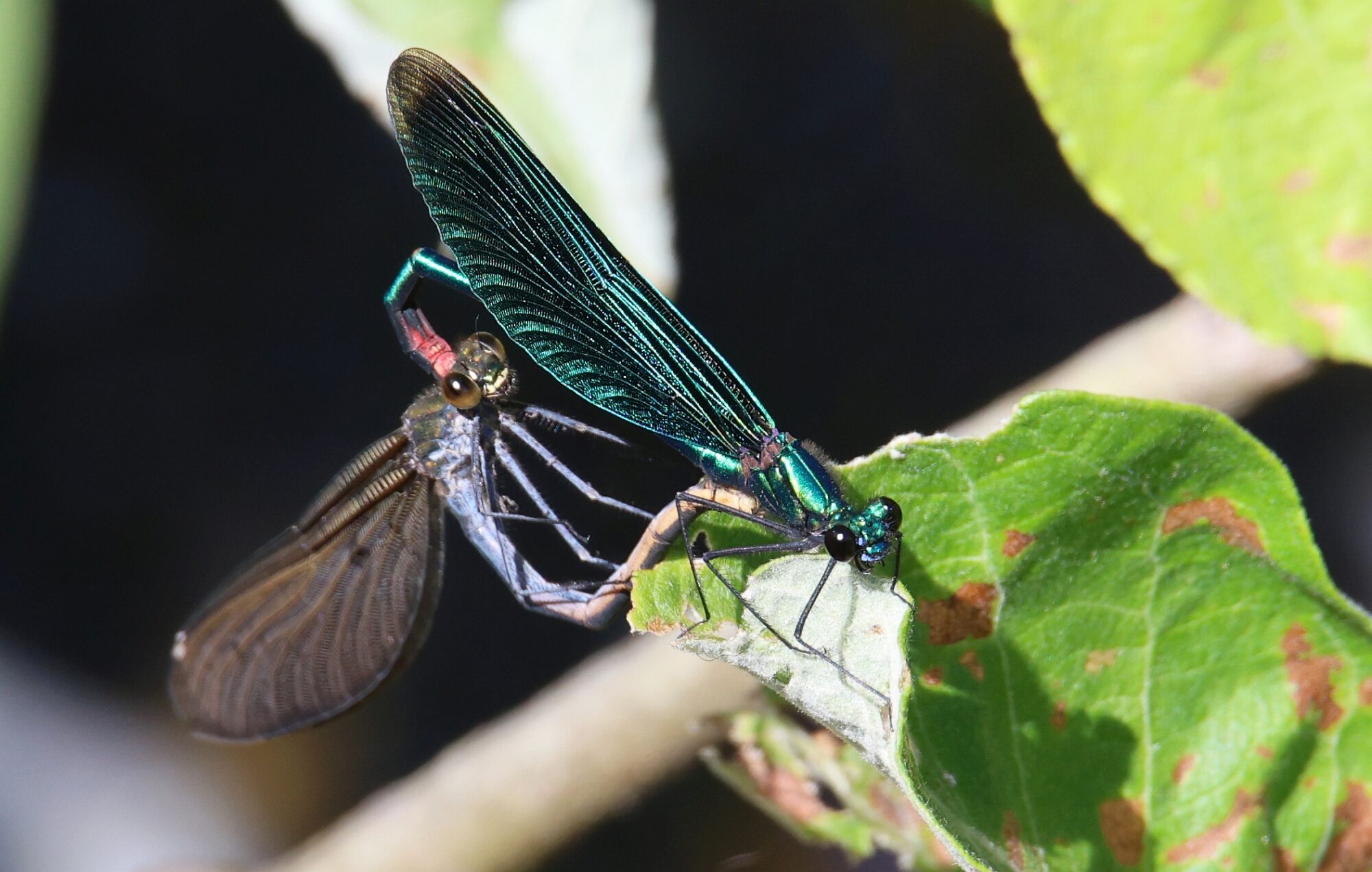 Valokuvaaja: Jaana Saarelainen