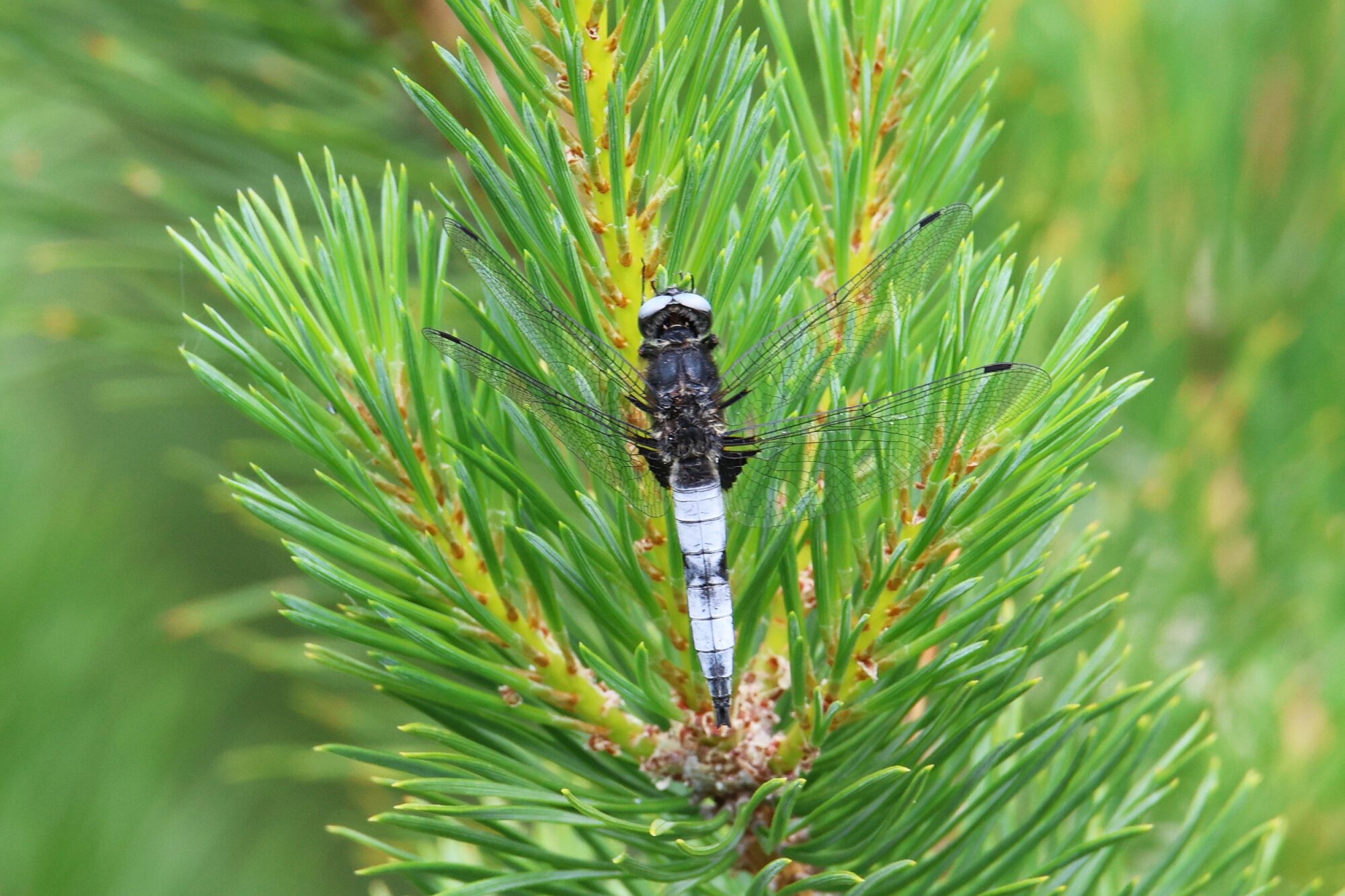 Valokuvaaja: Jaana Saarelainen