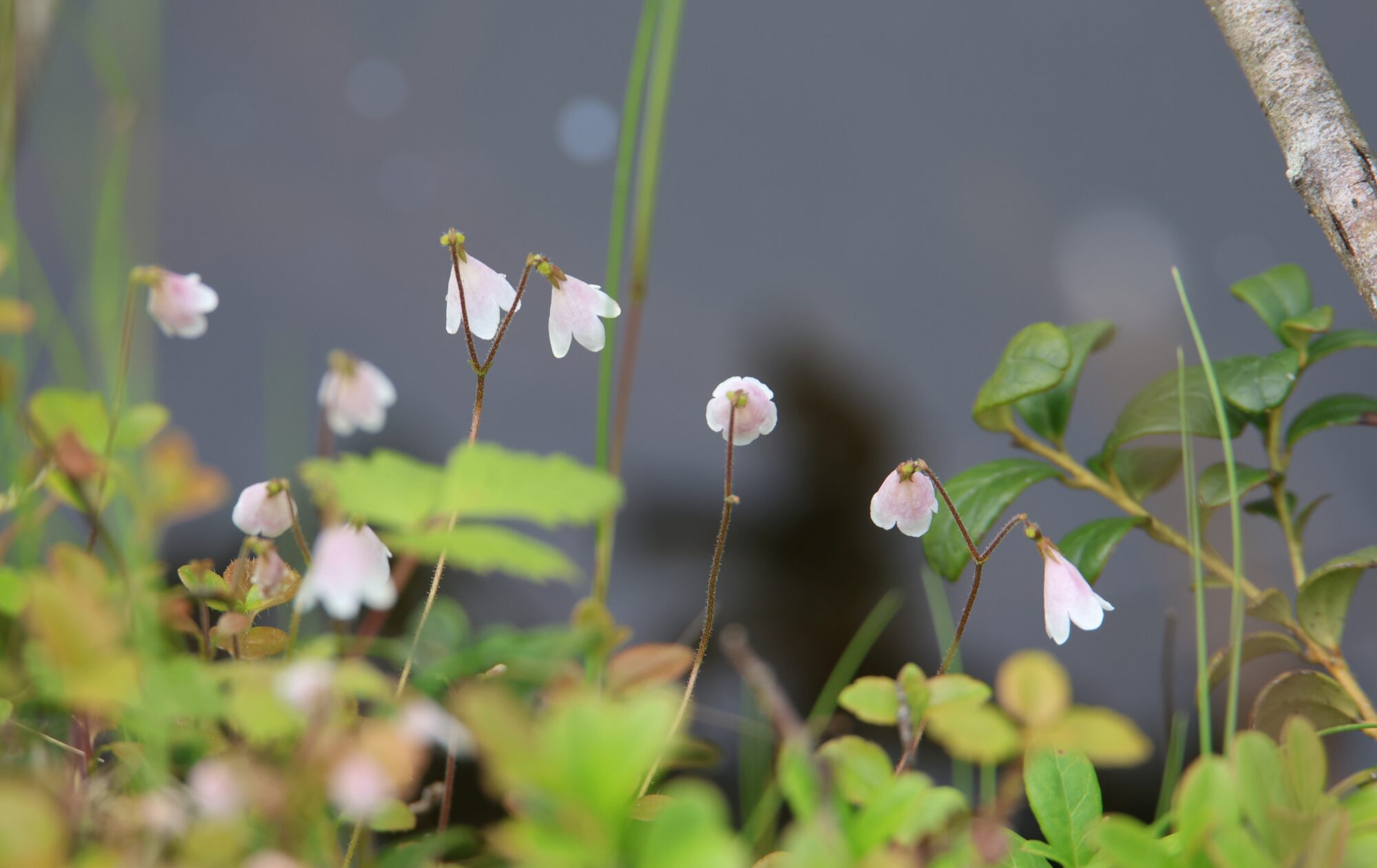 Valokuvaaja: Jaana Saarelainen