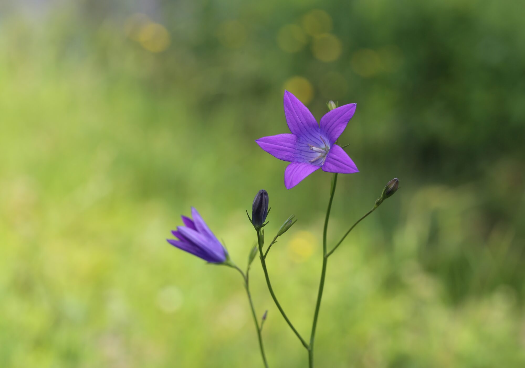 Valokuvaaja: Jaana Saarelainen
