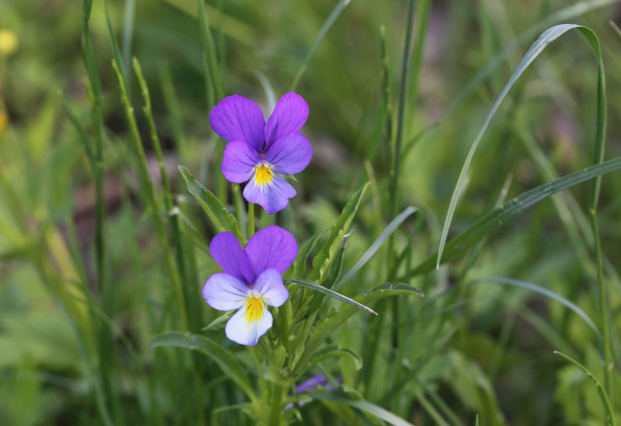 Valokuvaaja: Jaana Saarelainen