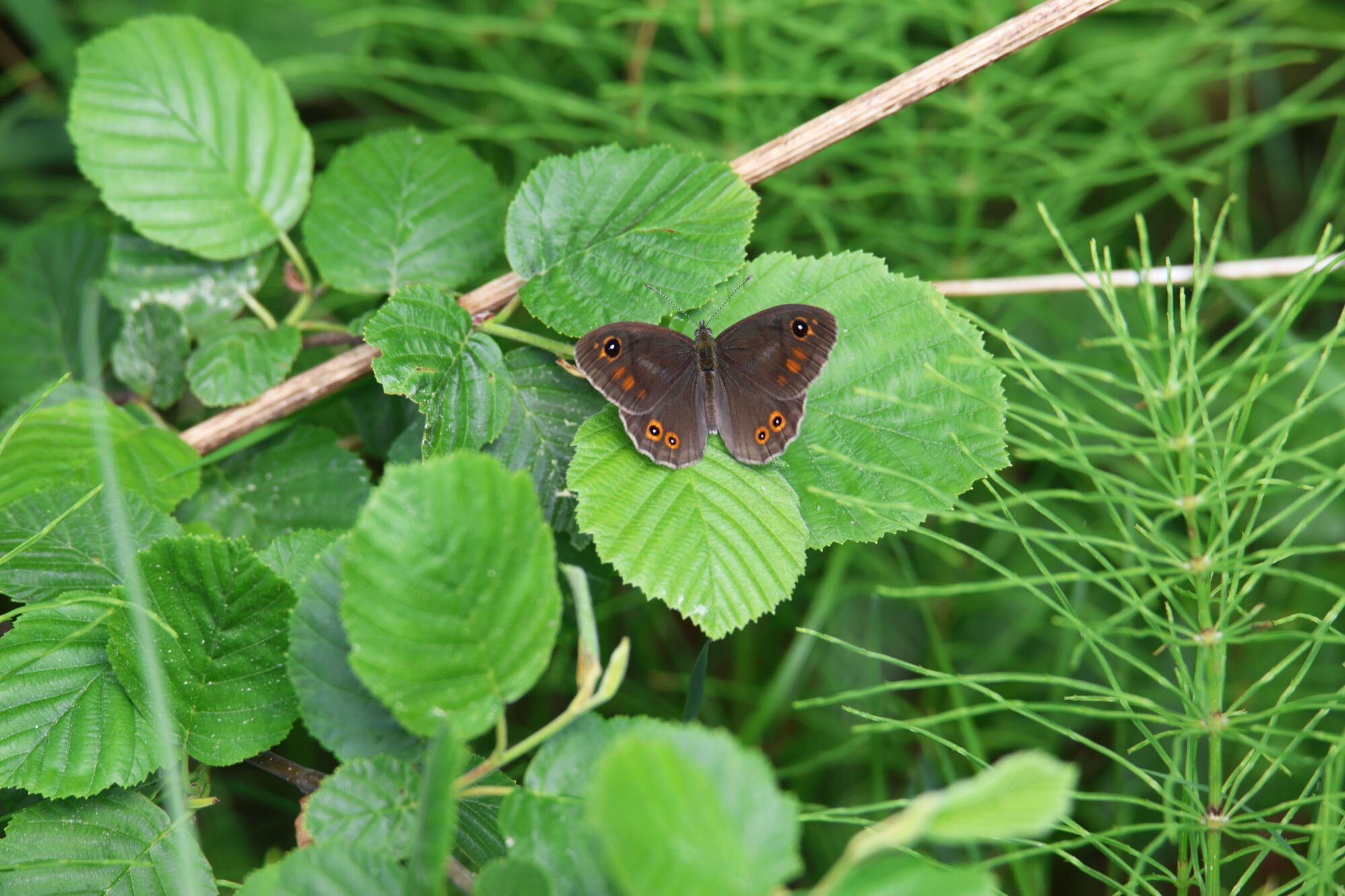 Valokuvaaja: Jaana Saarelainen
