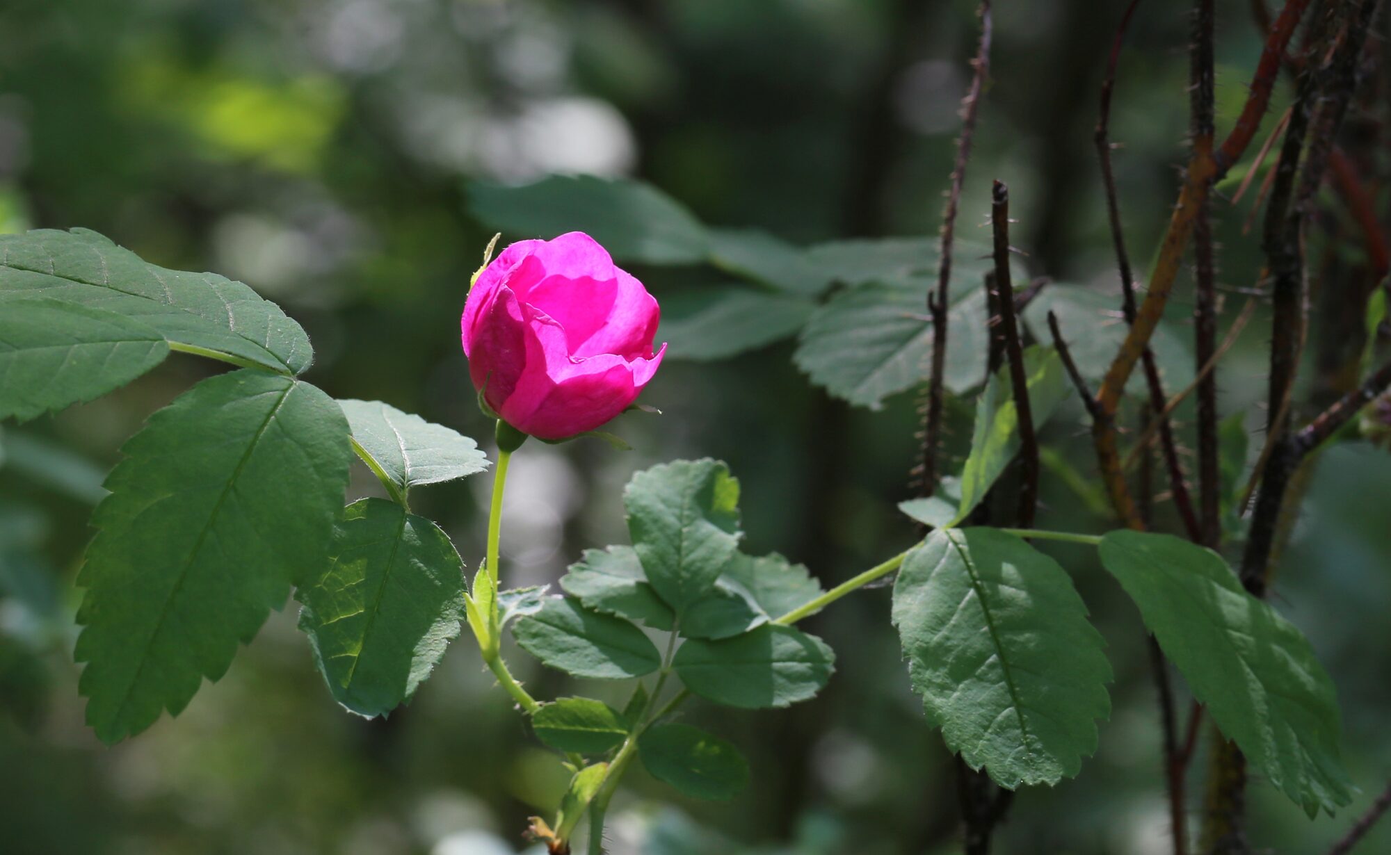 Valokuvaaja: Jaana Saarelainen