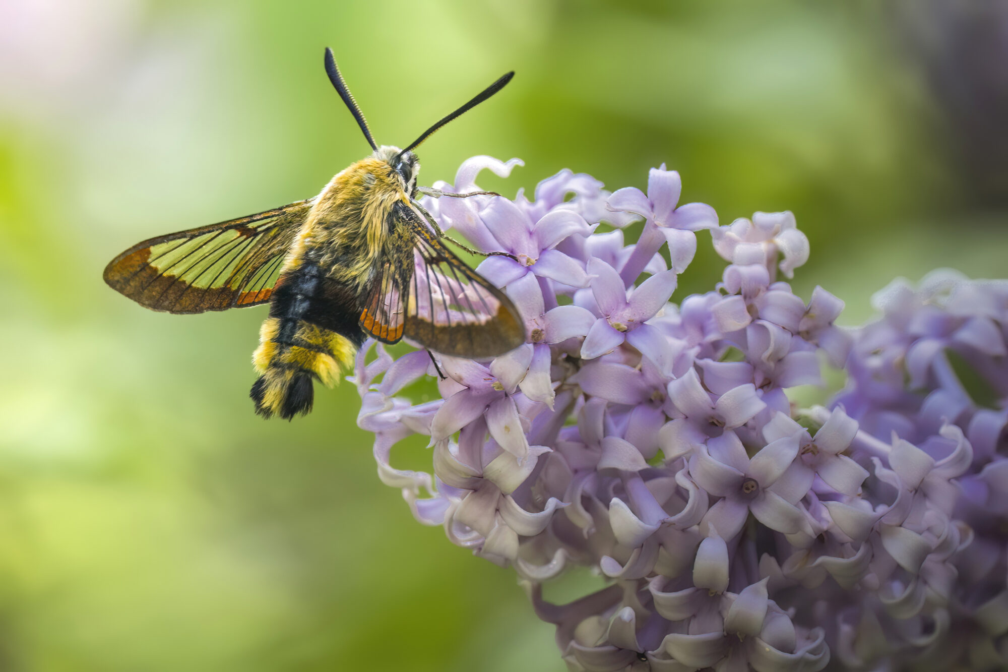 Valokuvaaja: Risto Lavi