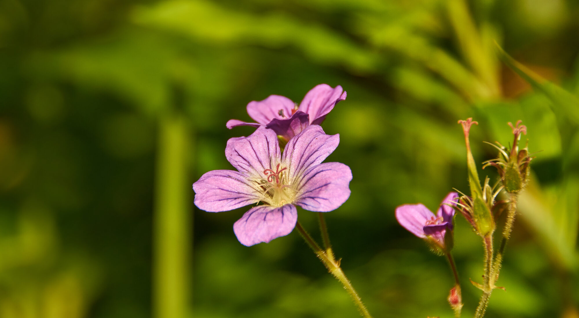 Valokuvaaja: Tarja Kouvo