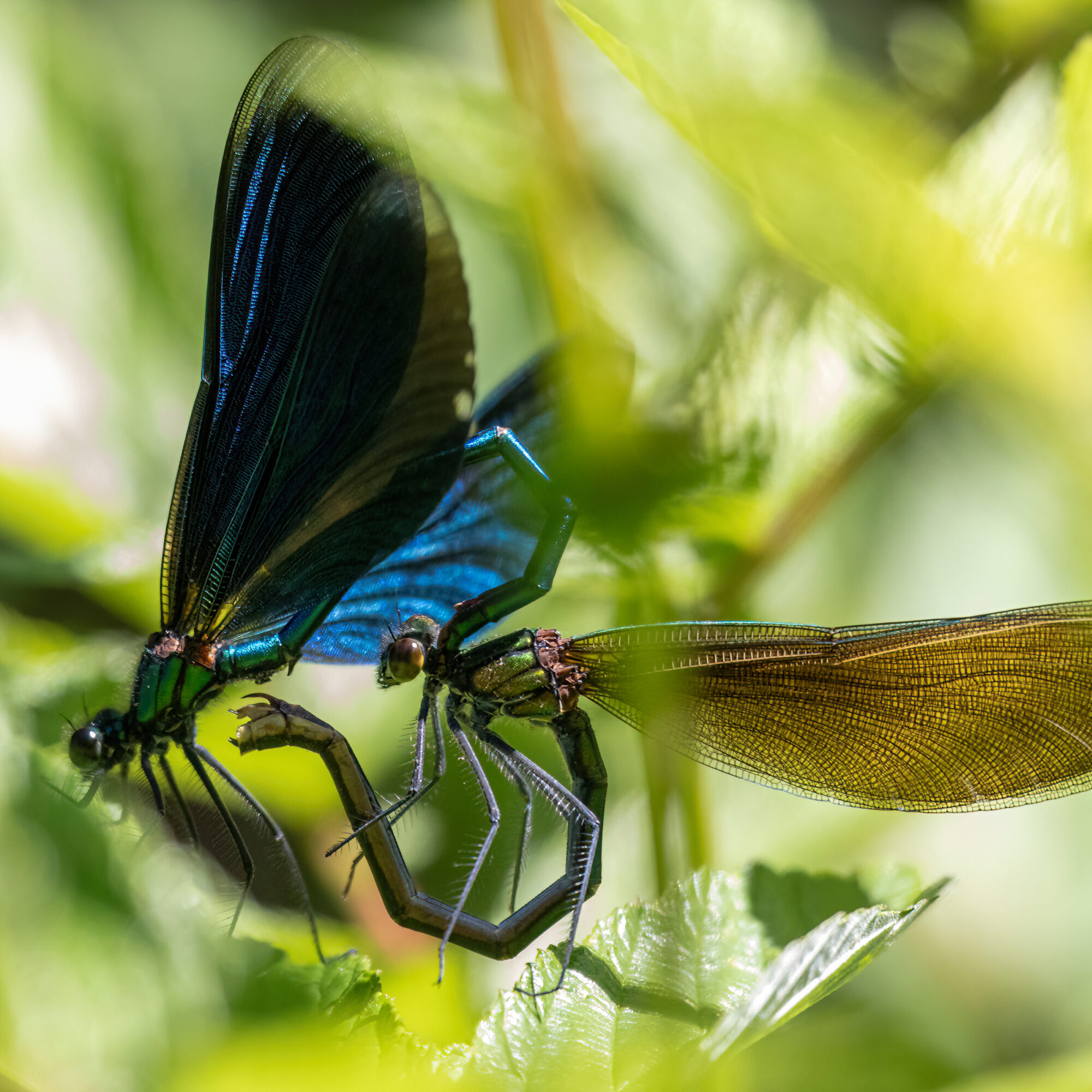 Valokuvaaja: Hannu Tikkanen