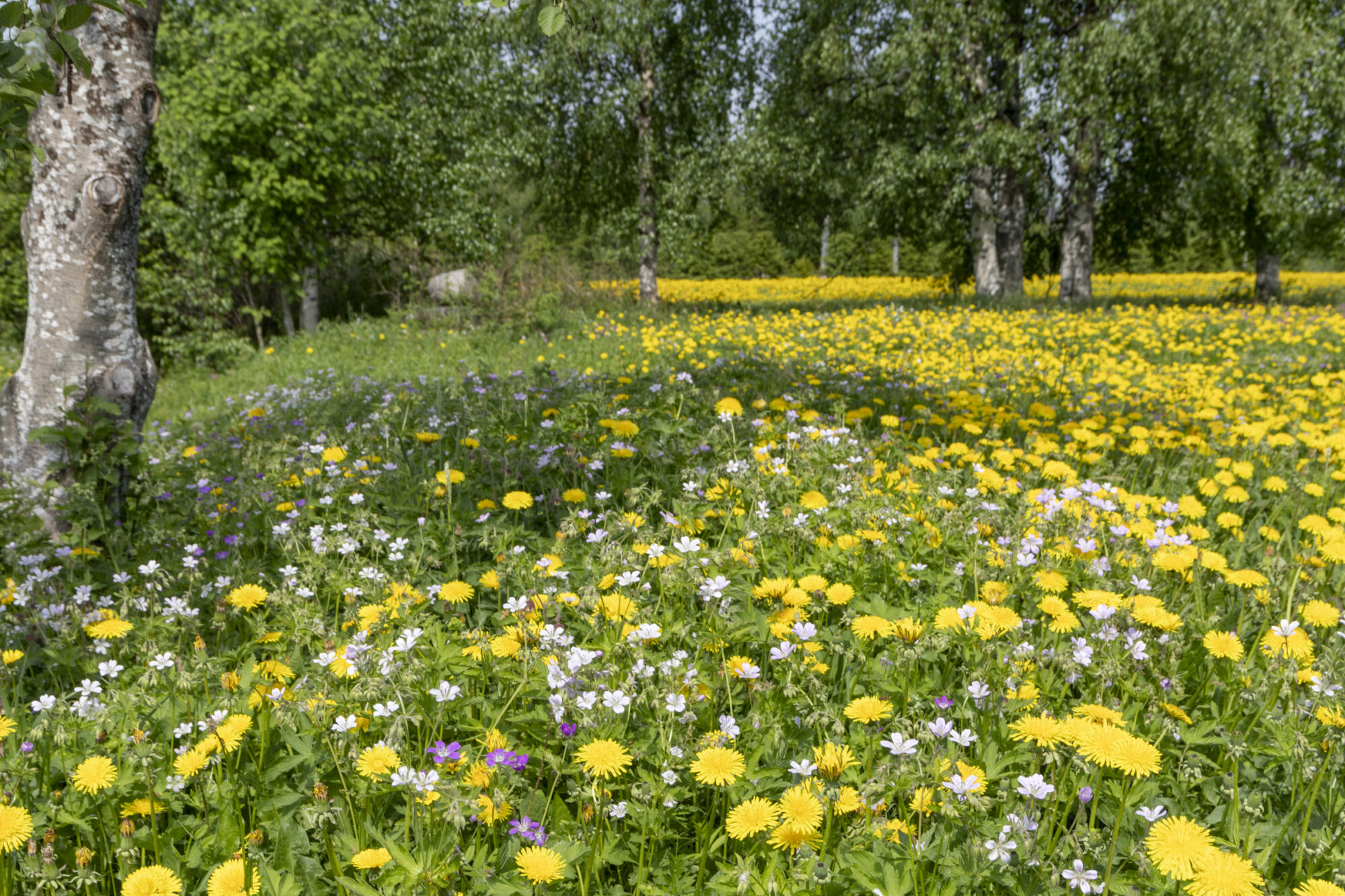 Valokuvaaja: Hannu Tikkanen