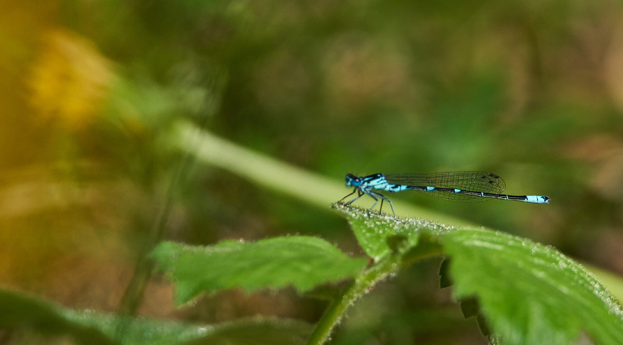 Valokuvaaja: Tarja Kouvo