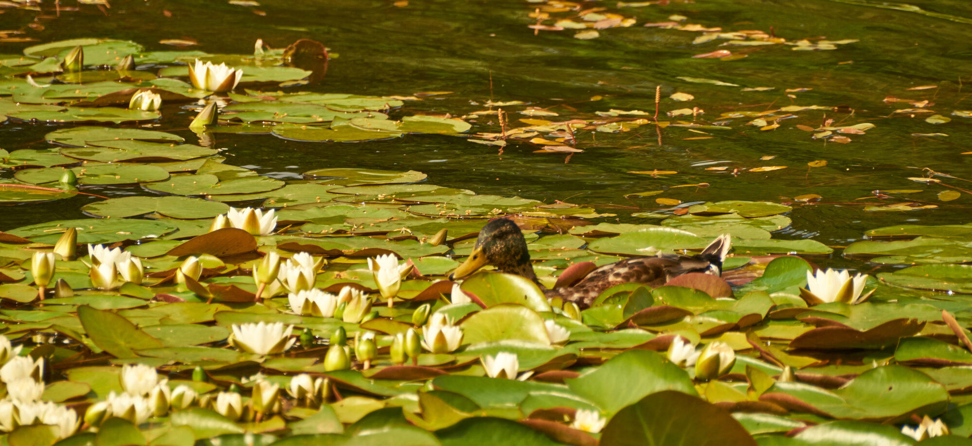 Valokuvaaja: Tarja Kouvo