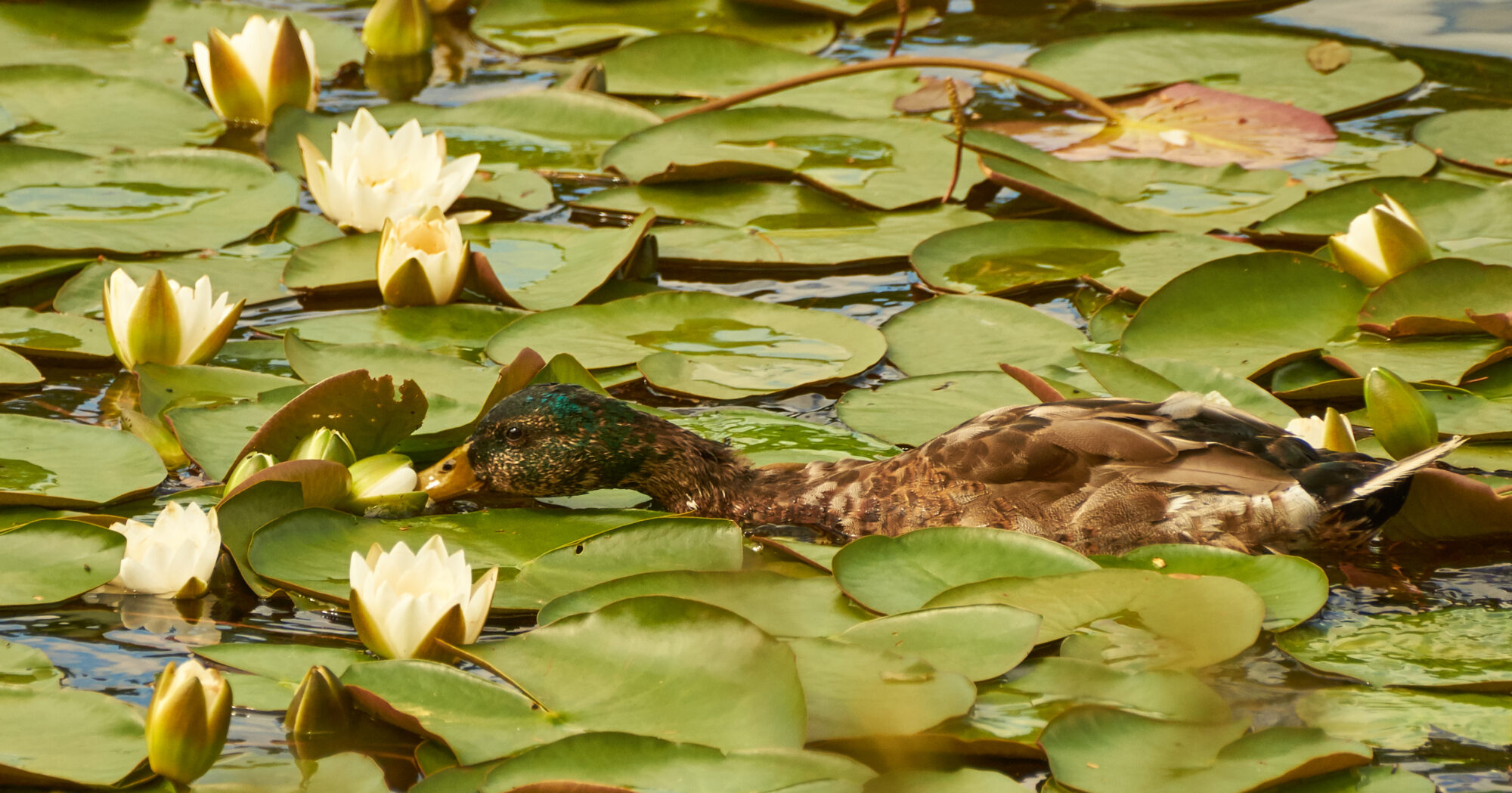 Valokuvaaja: Tarja Kouvo Valokuvaaja: Tarja Kouvo
