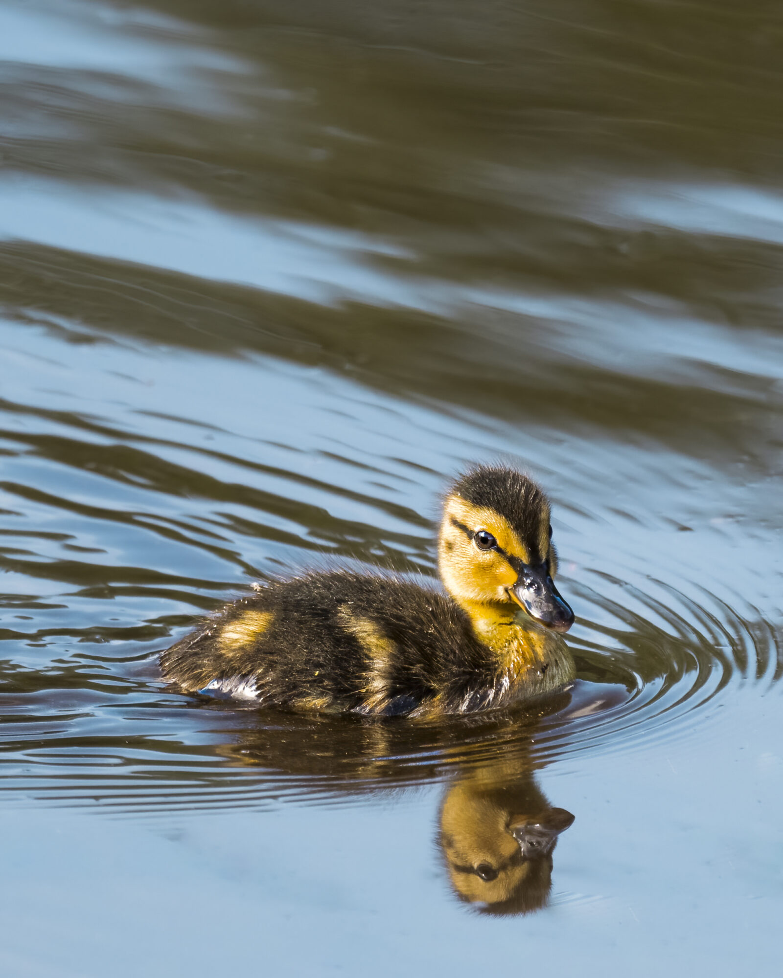 Valokuvaaja: Risto Lavi