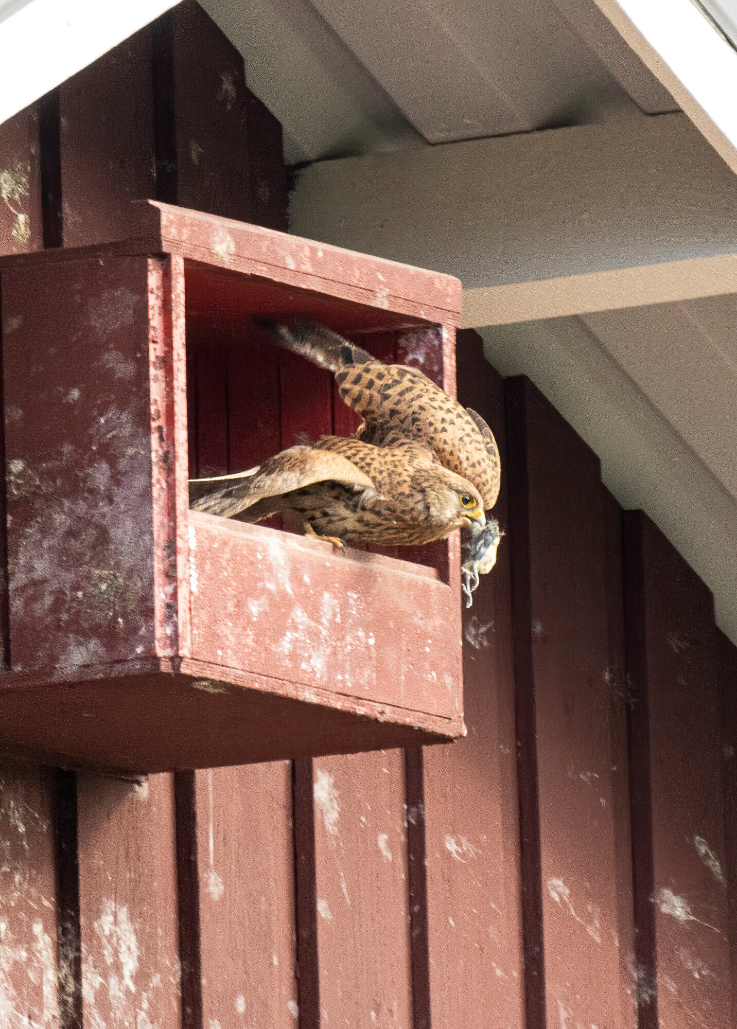 Valokuvaaja: Hannu Tikkanen