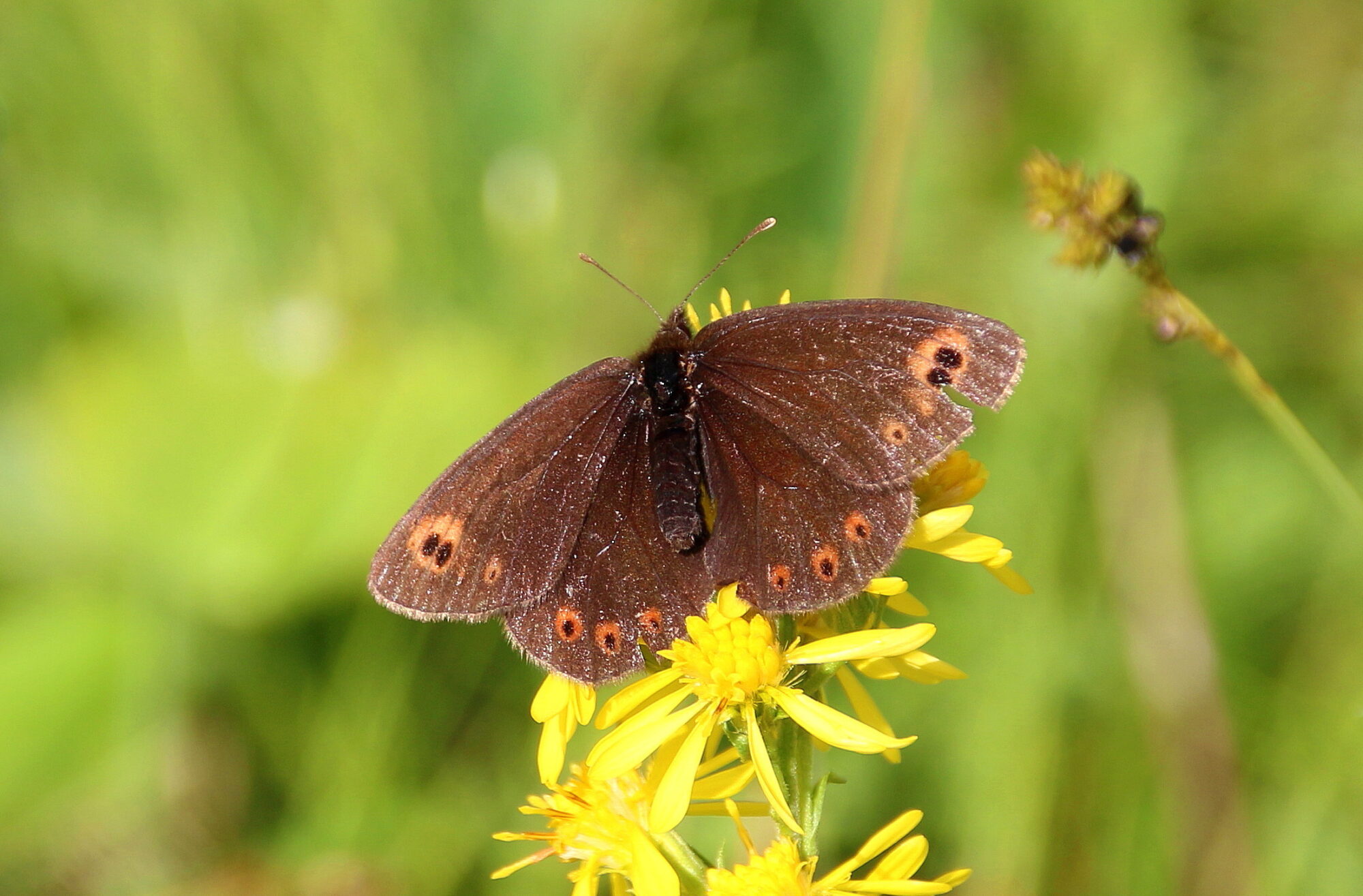 Valokuvaaja: Tuukka Pahtamaa Valokuvaaja: Tuukka Pahtamaa