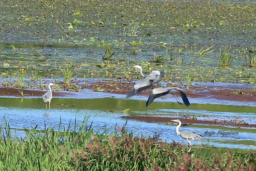 Valokuvaaja: Reijo Piipponen