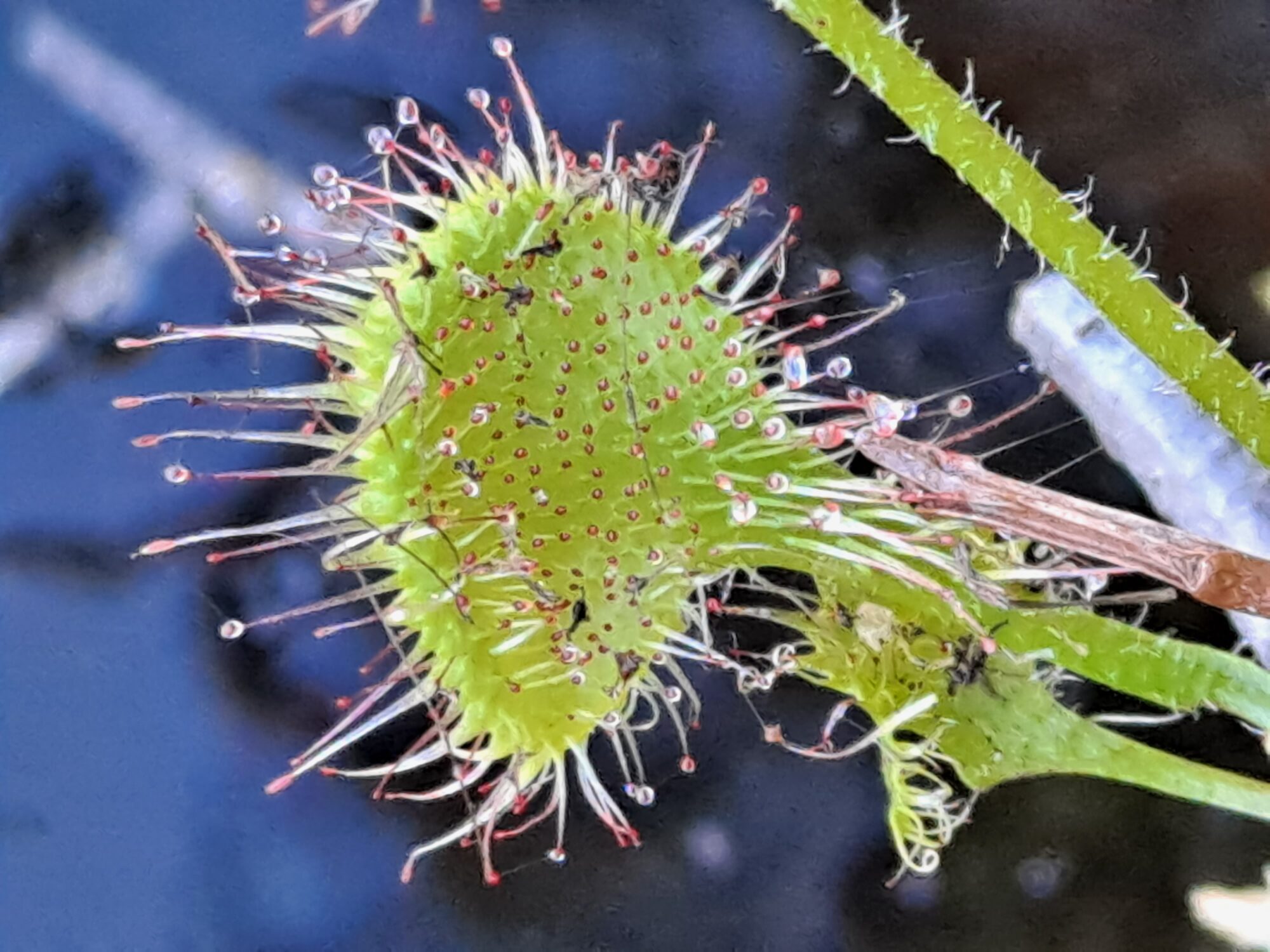 Valokuvaaja: Satu Suuntala