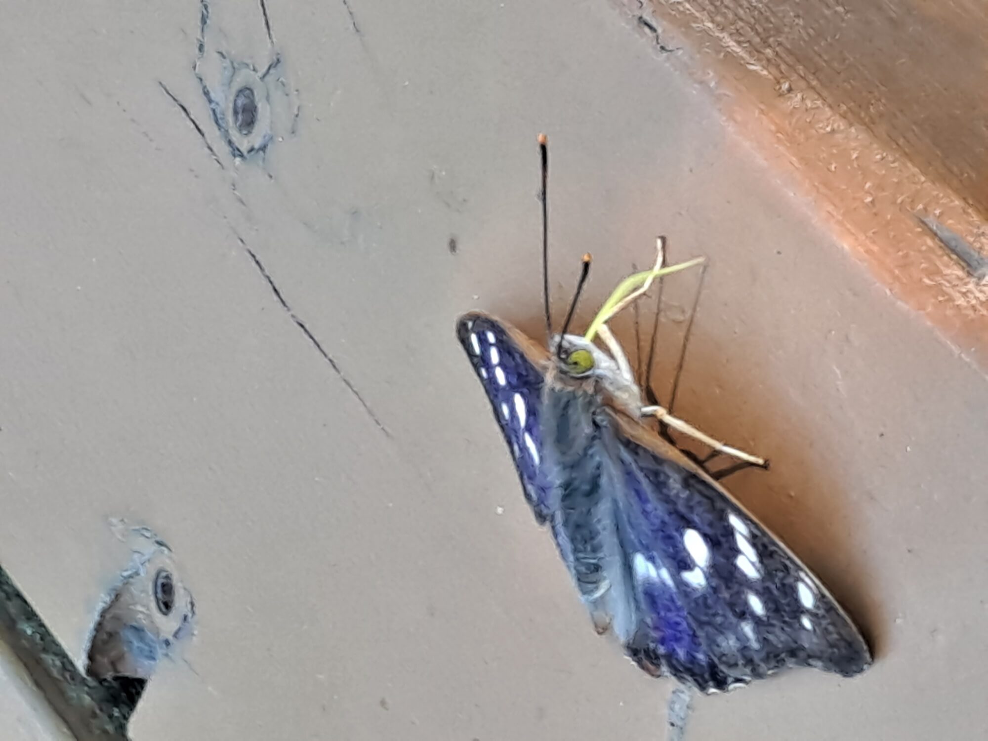 Valokuvaaja: Satu Suuntala