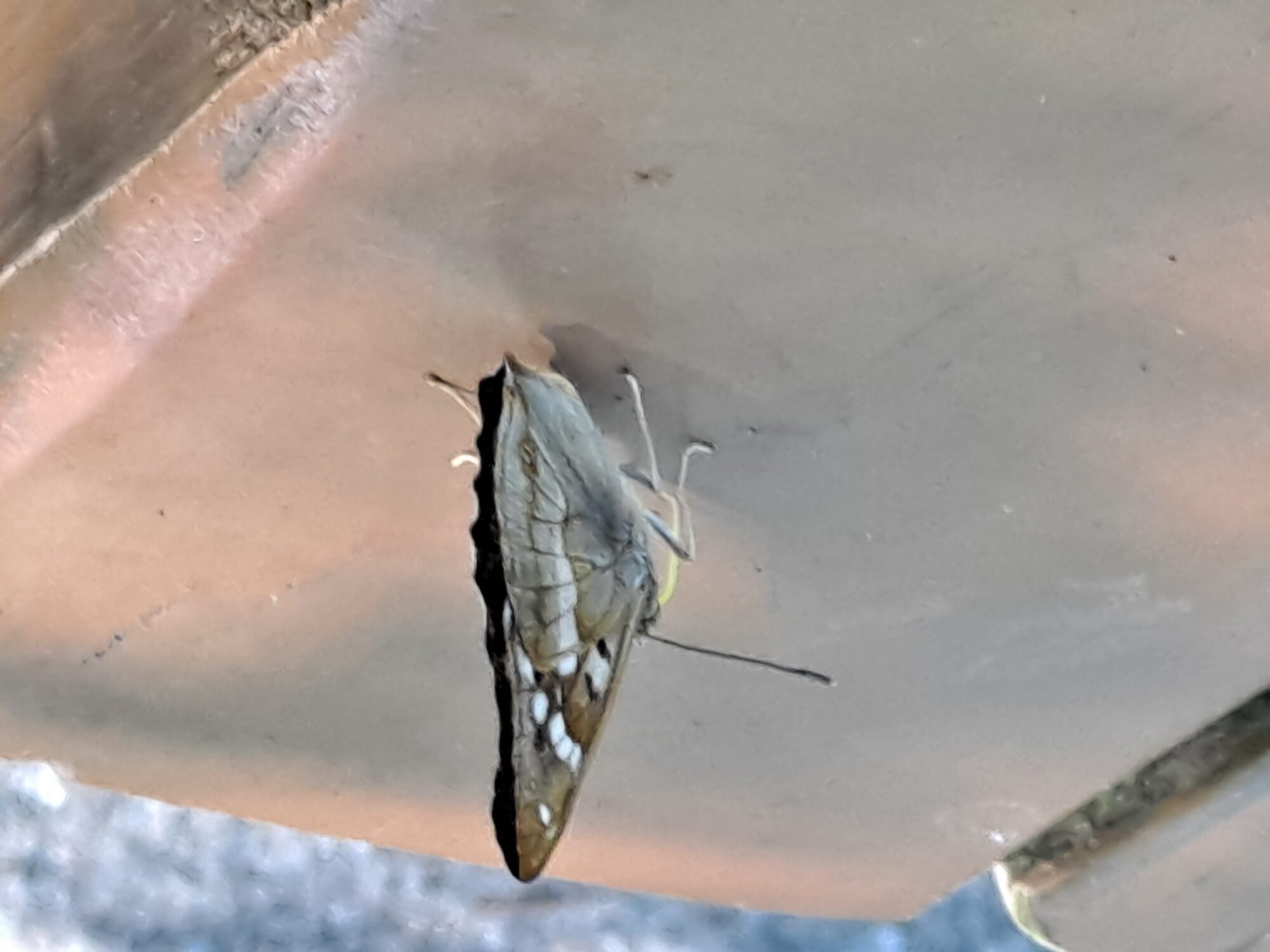 Valokuvaaja: Satu Suuntala Valokuvaaja: Satu Suuntala