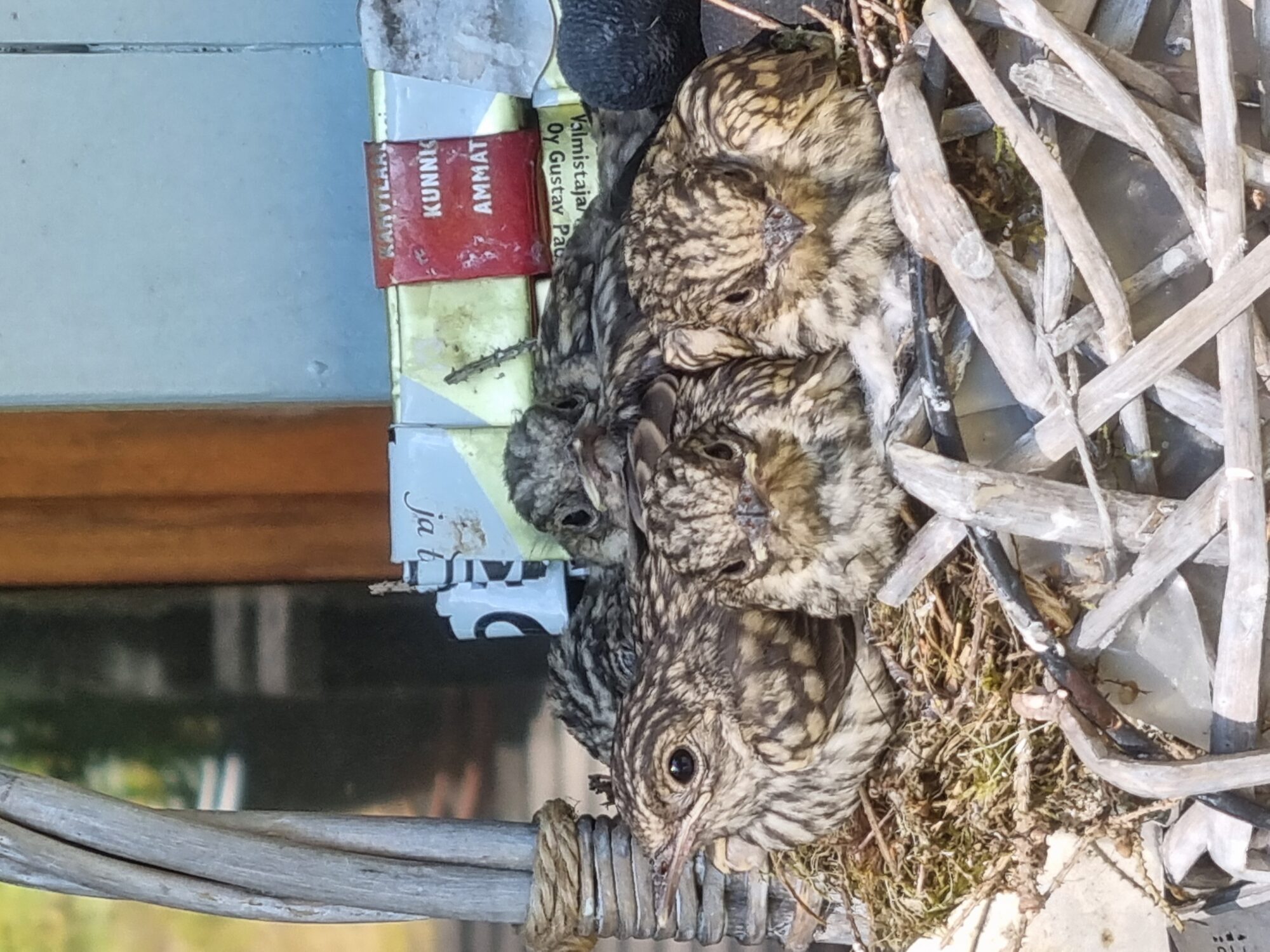 Valokuvaaja: Petja Karvinen