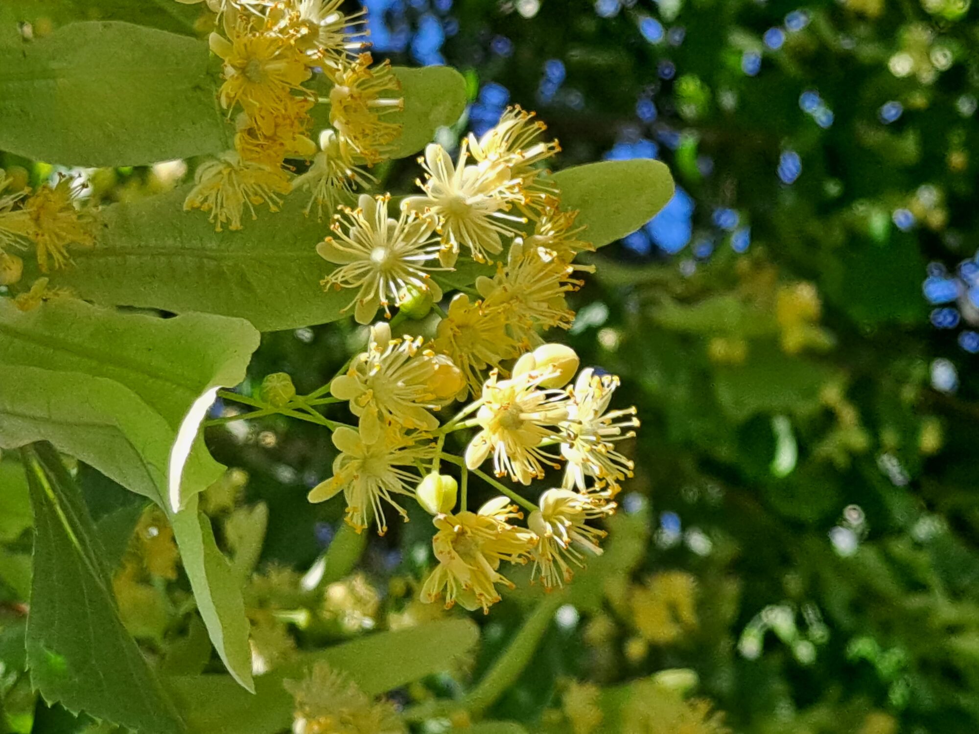 Valokuvaaja: Satu Suuntala
