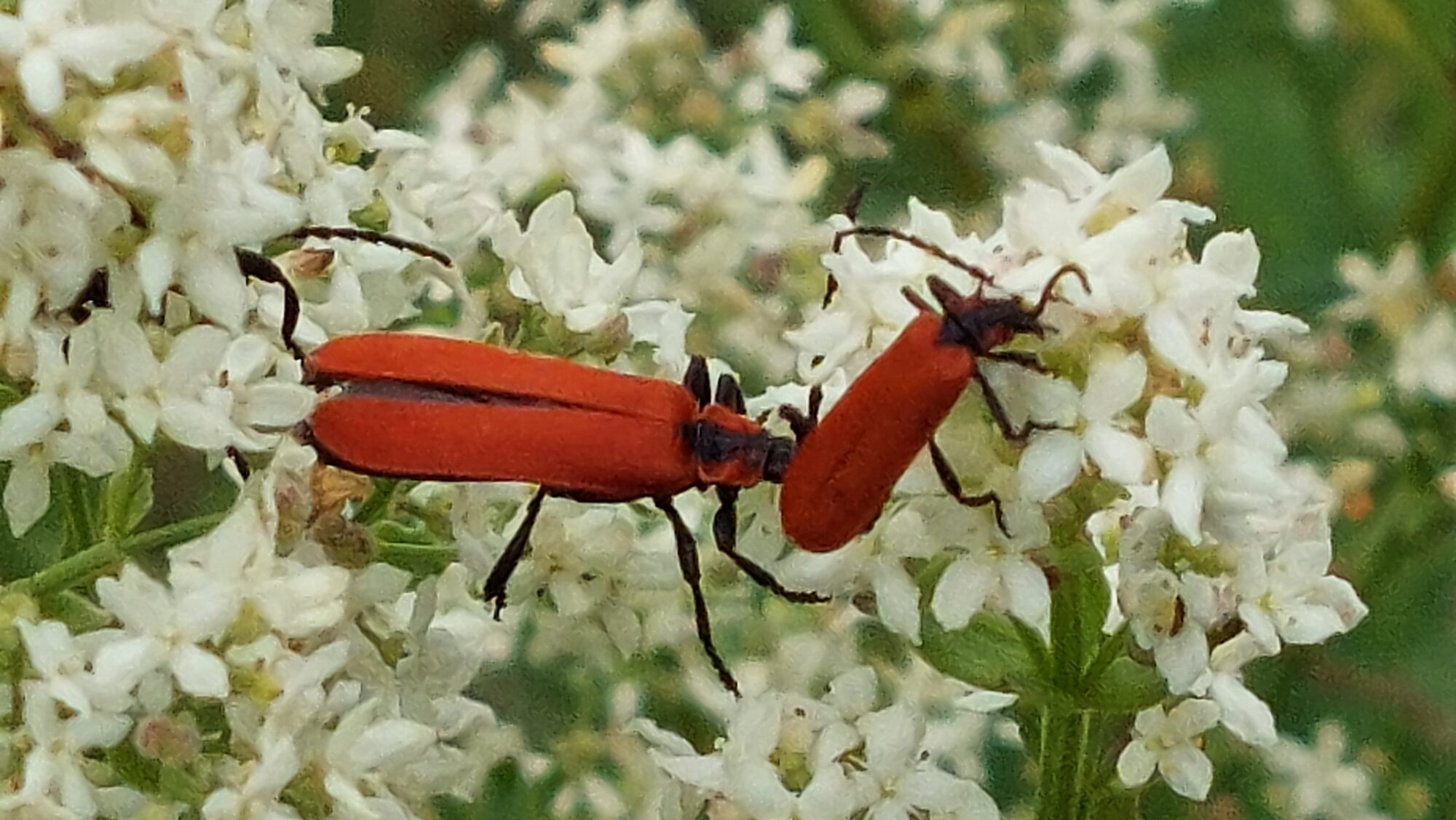 Valokuvaaja: Tarja Naukkarinen