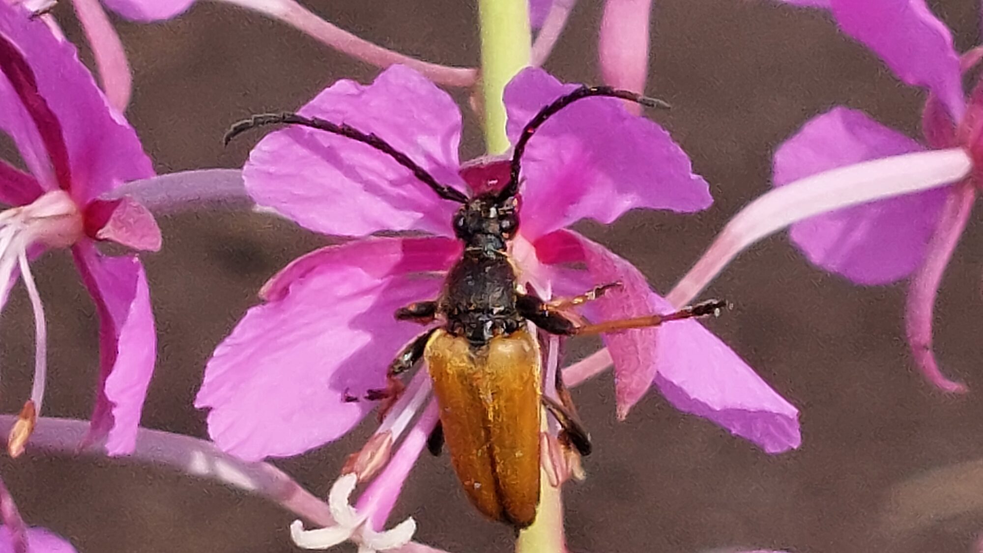 Valokuvaaja: Tarja Naukkarinen