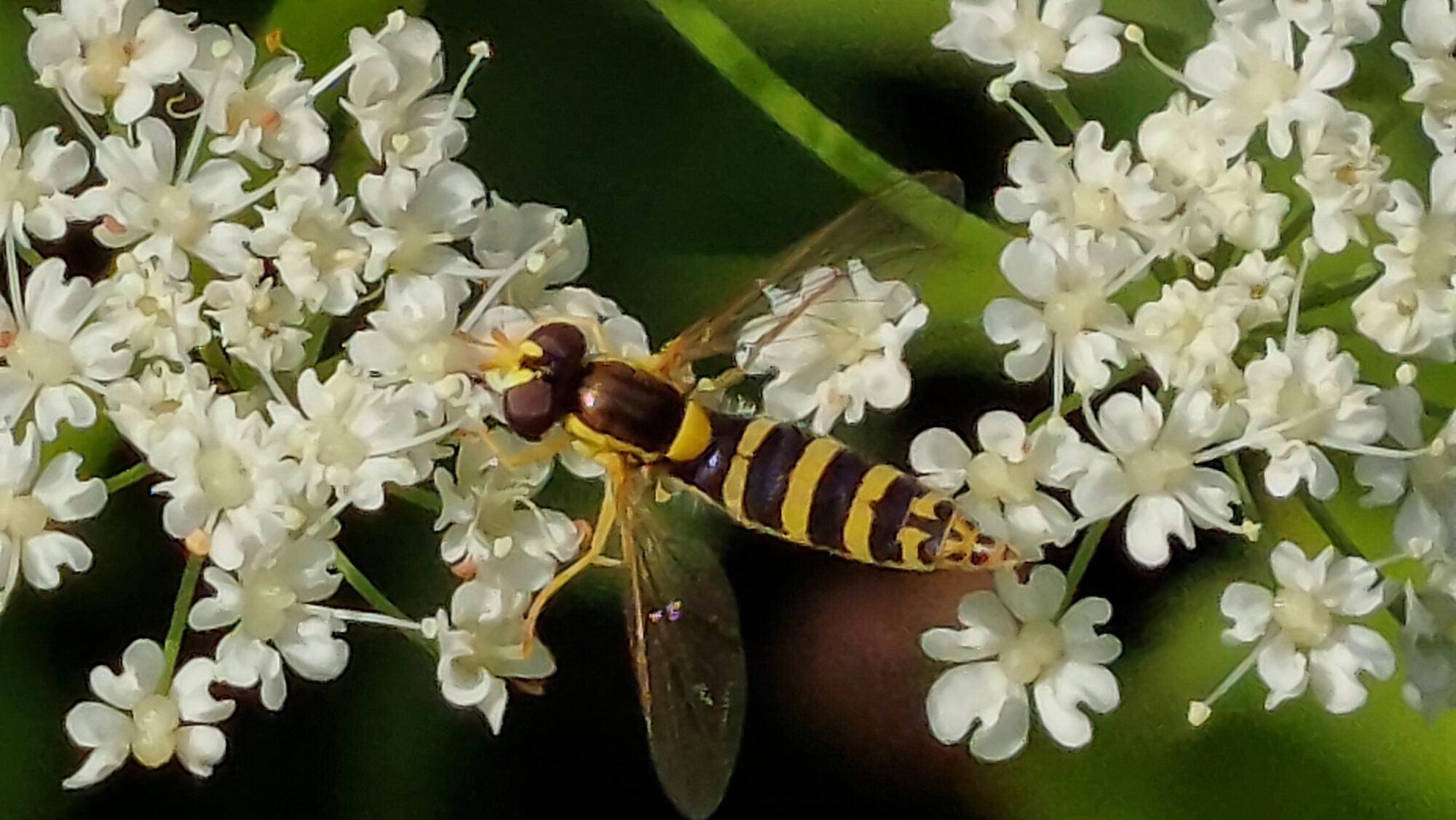 Valokuvaaja: Tarja Naukkarinen