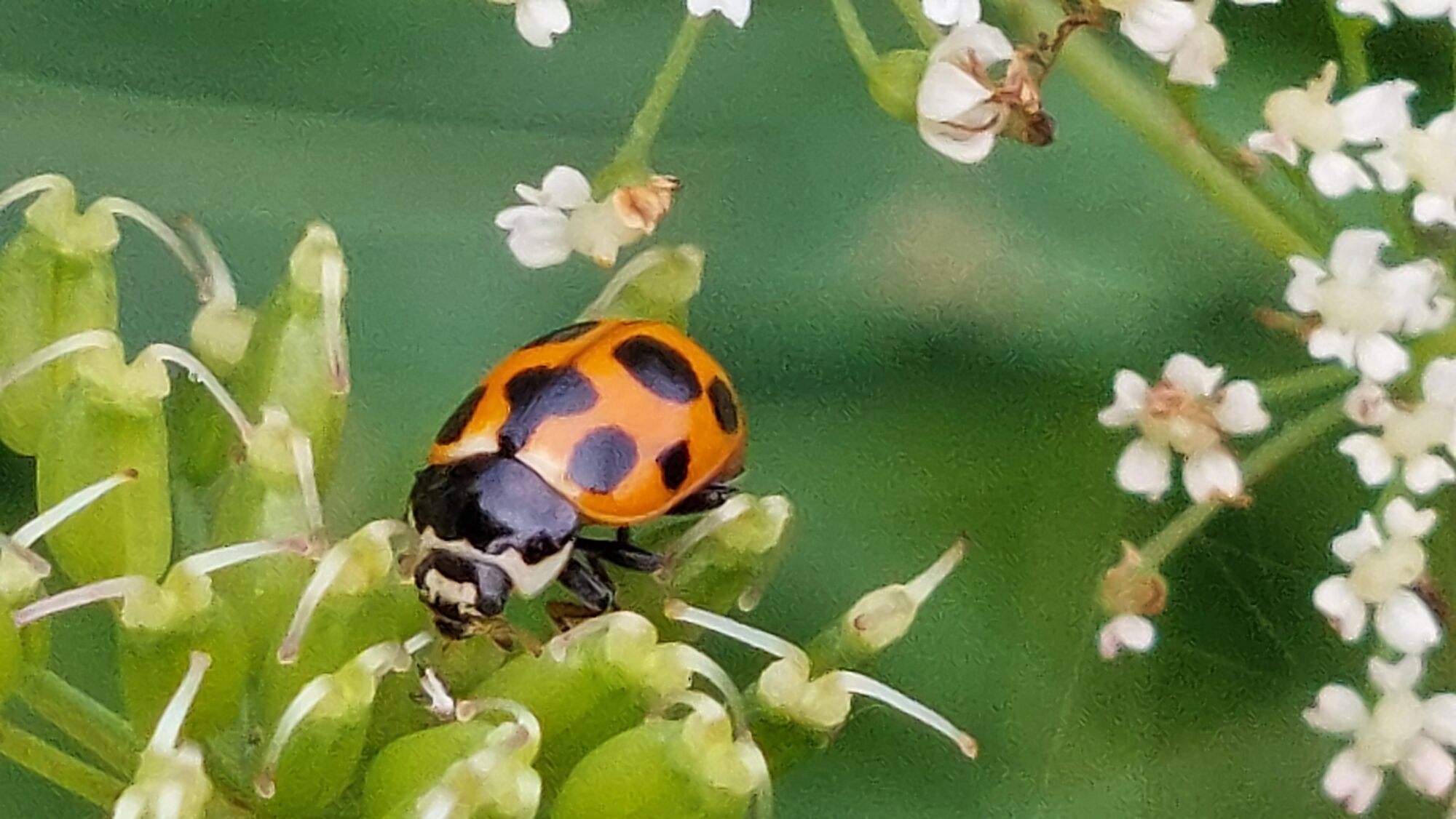 Valokuvaaja: Tarja Naukkarinen