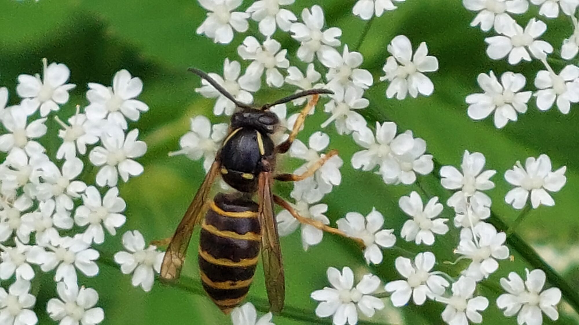 Valokuvaaja: Tarja Naukkarinen