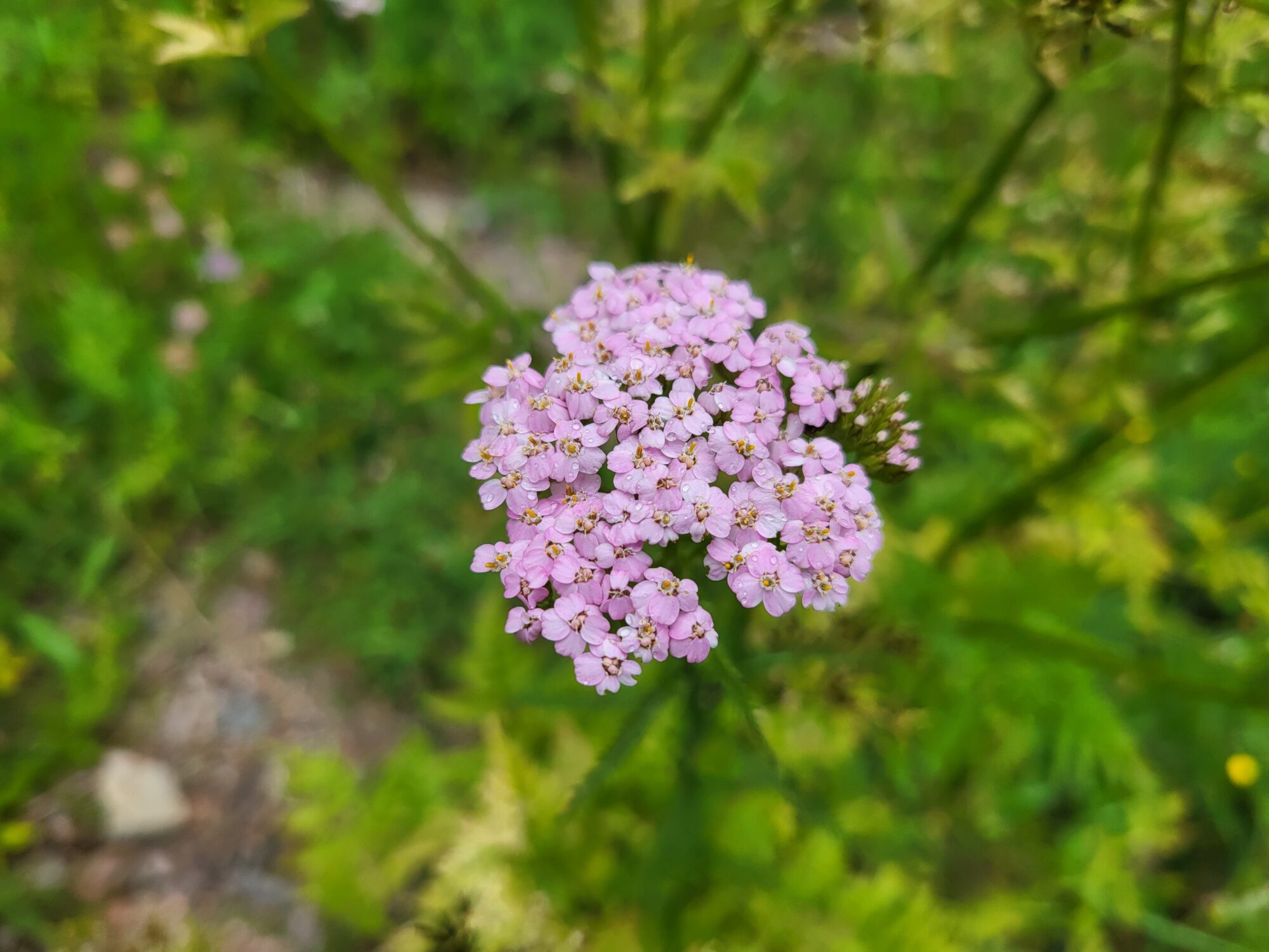 Valokuvaaja: Johanna Jalonen
