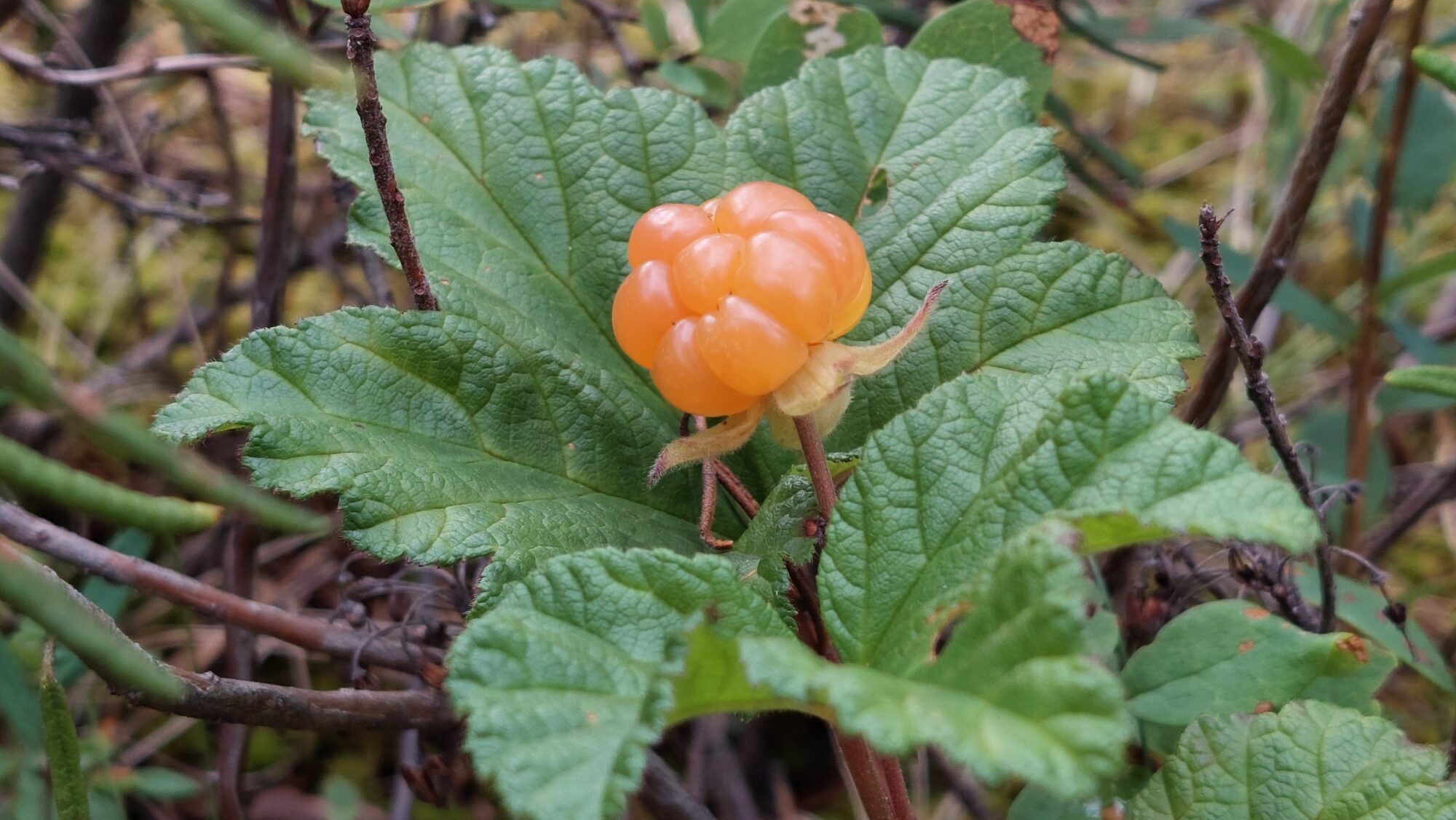 Valokuvaaja: Tarja Naukkarinen