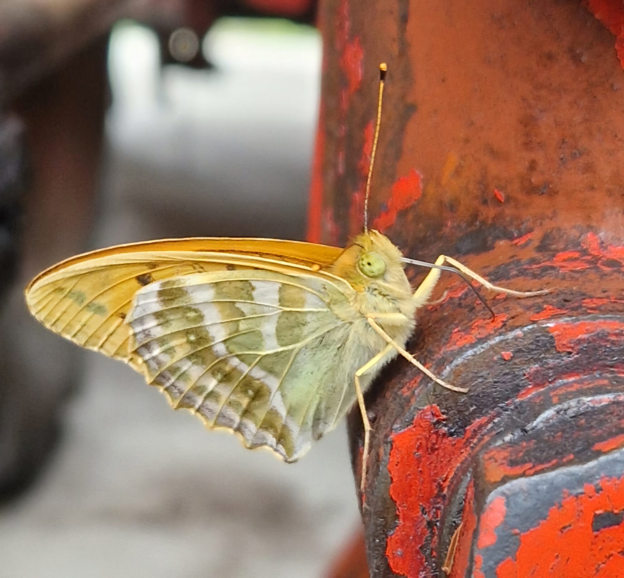 Valokuvaaja: Tarmo Kokko
