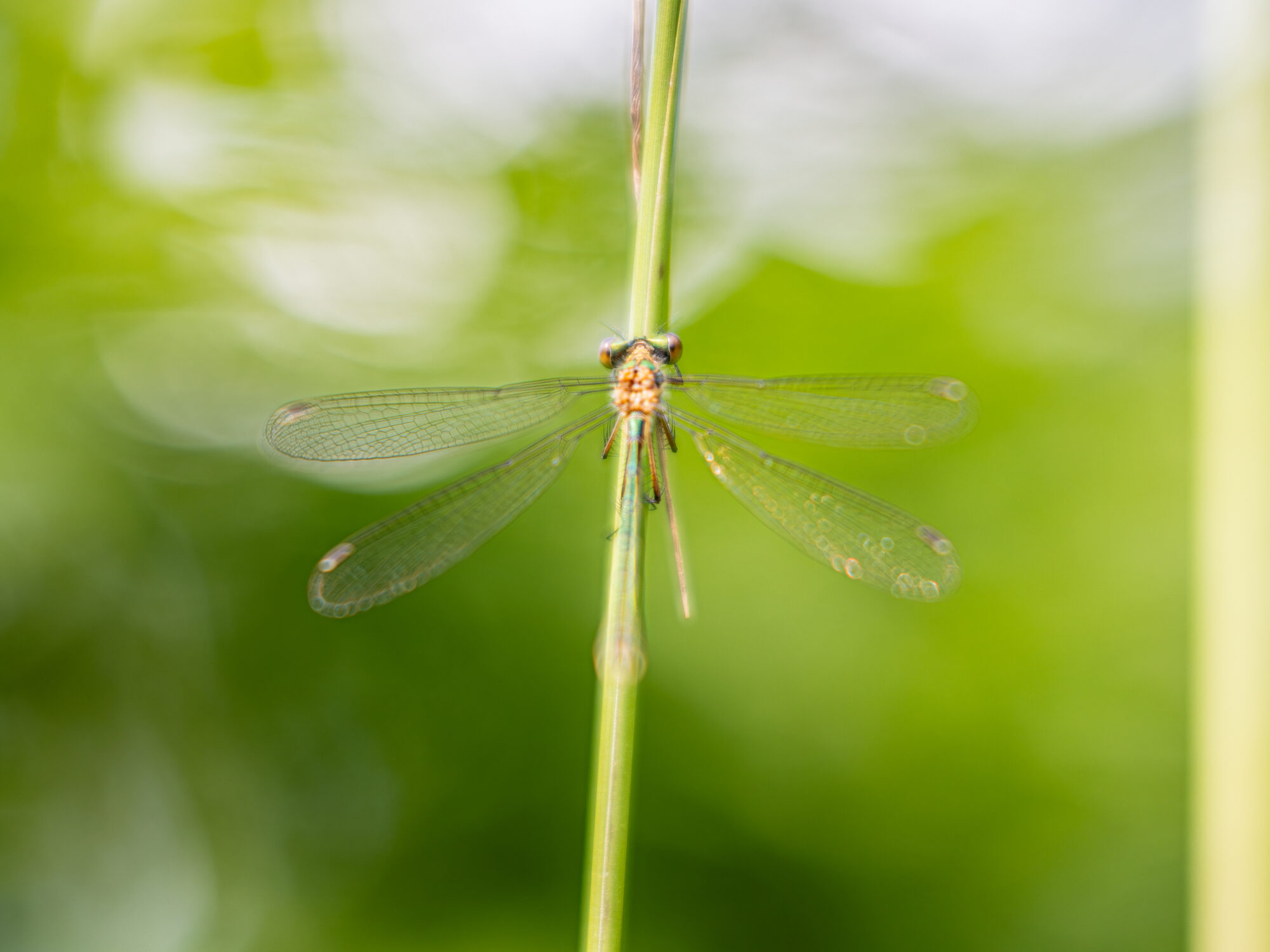 Valokuvaaja: Anne Patana