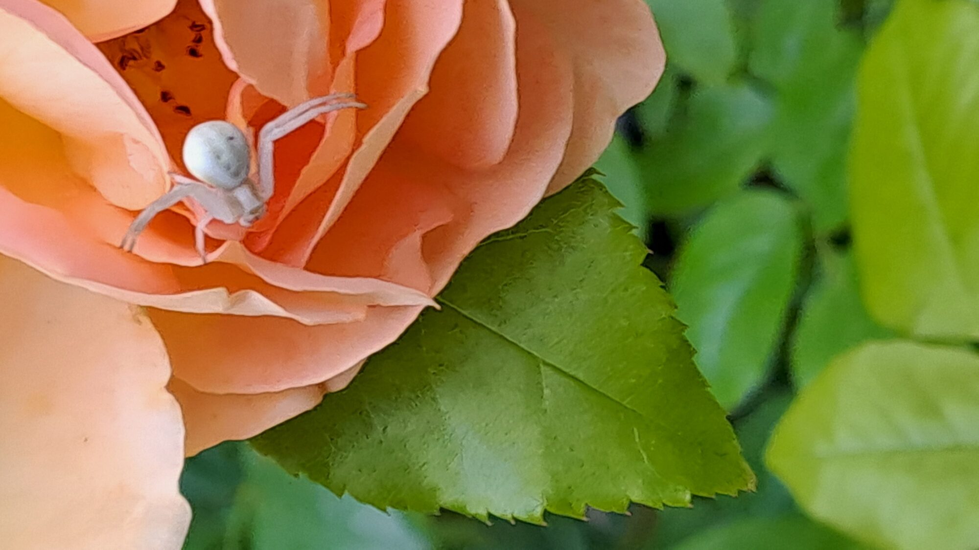 Valokuvaaja: Marja Korhonen