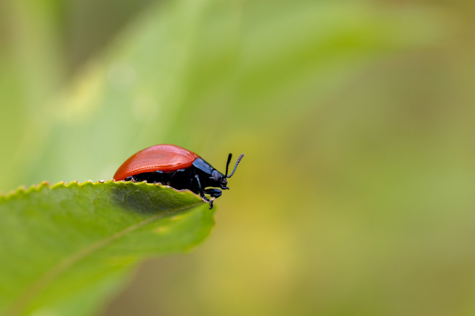 Valokuvaaja: Anne Patana