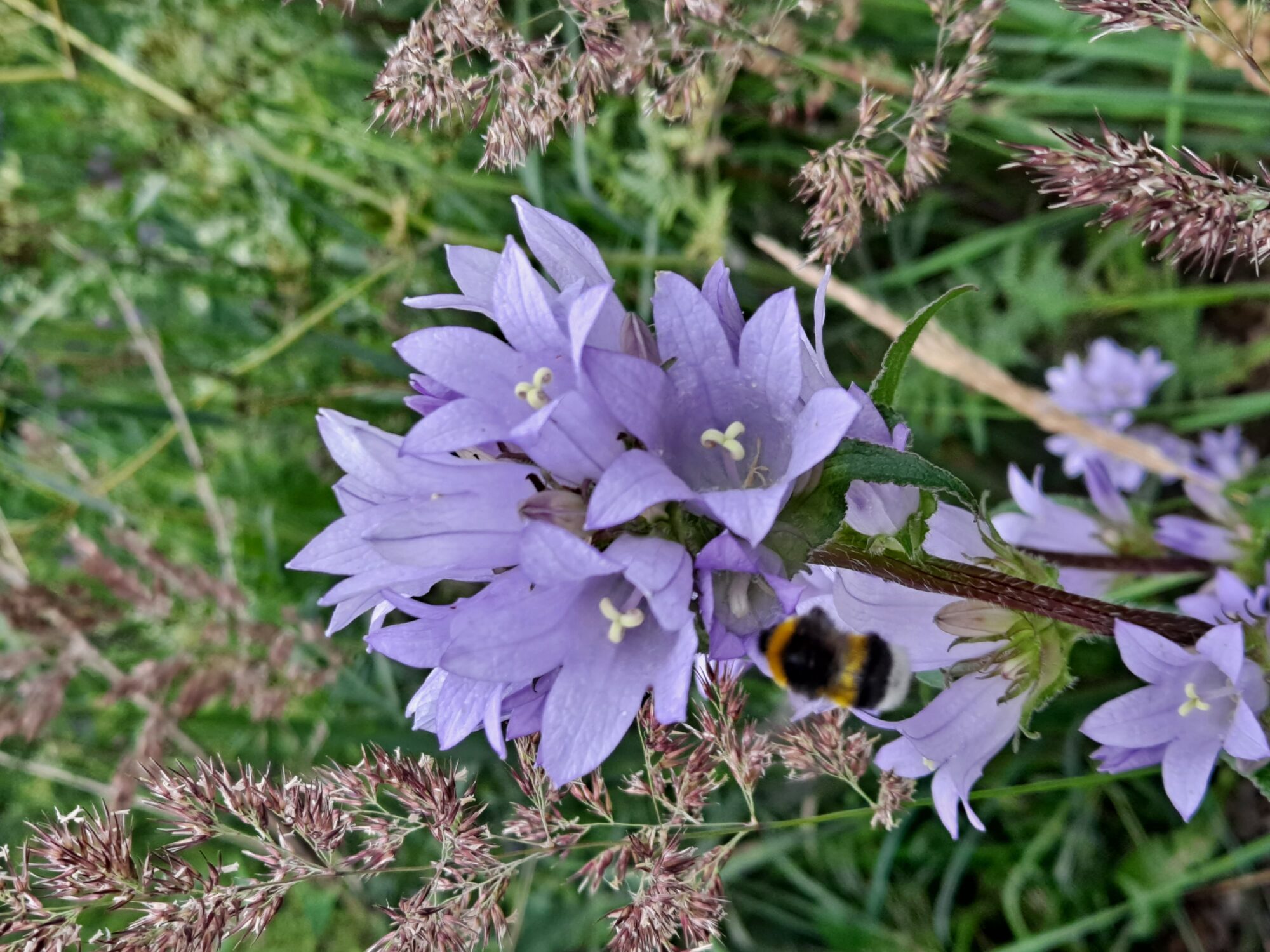 Valokuvaaja: Satu Suuntala