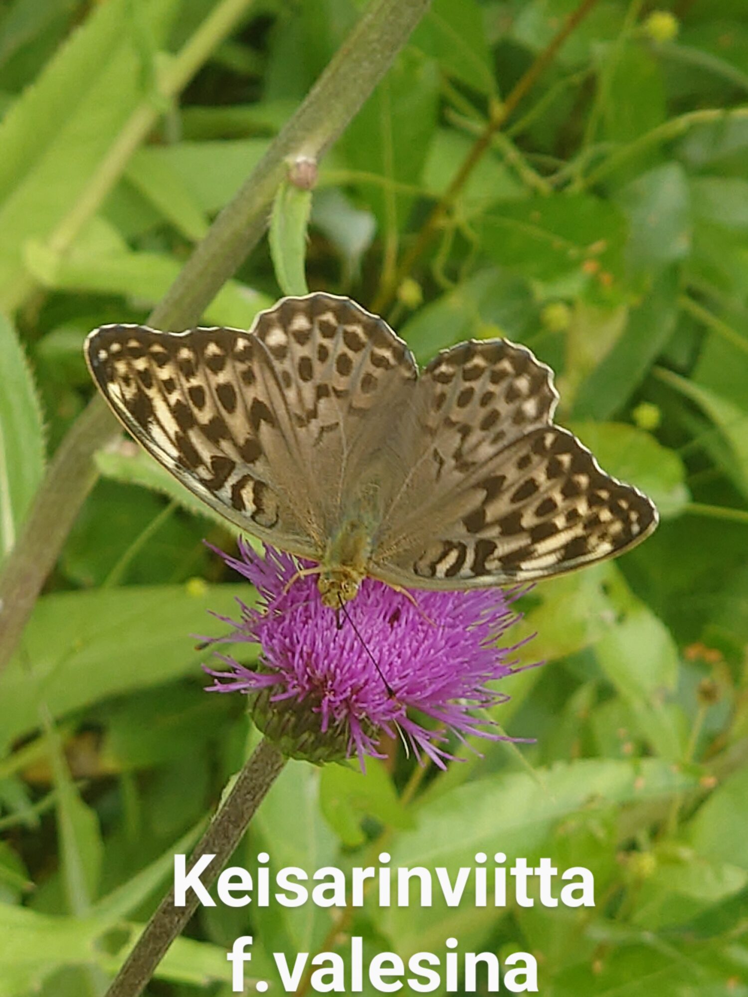 Valokuvaaja: Jouni Roppola Valokuvaaja: Jouni Roppola