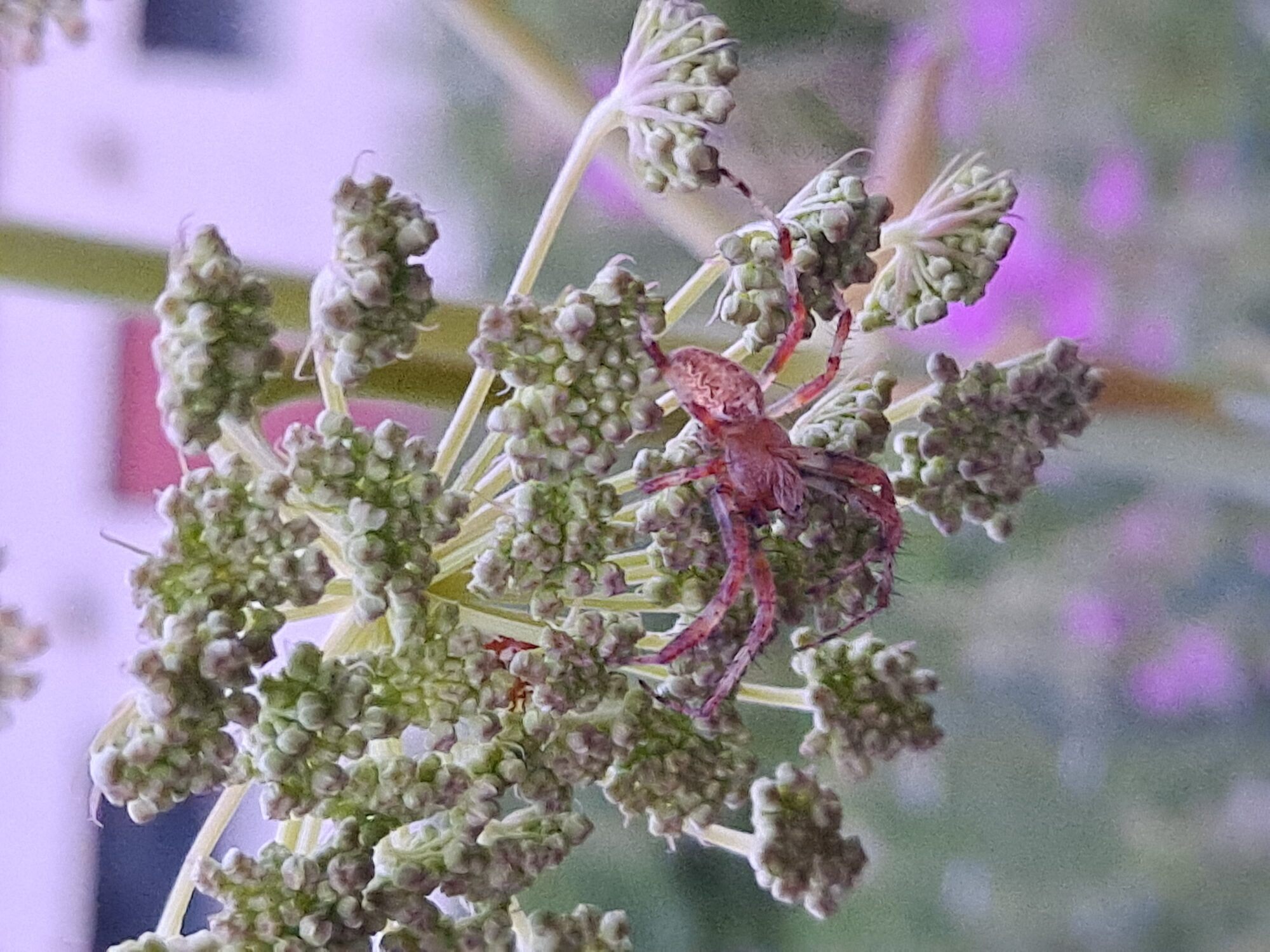 Valokuvaaja: Satu Suuntala