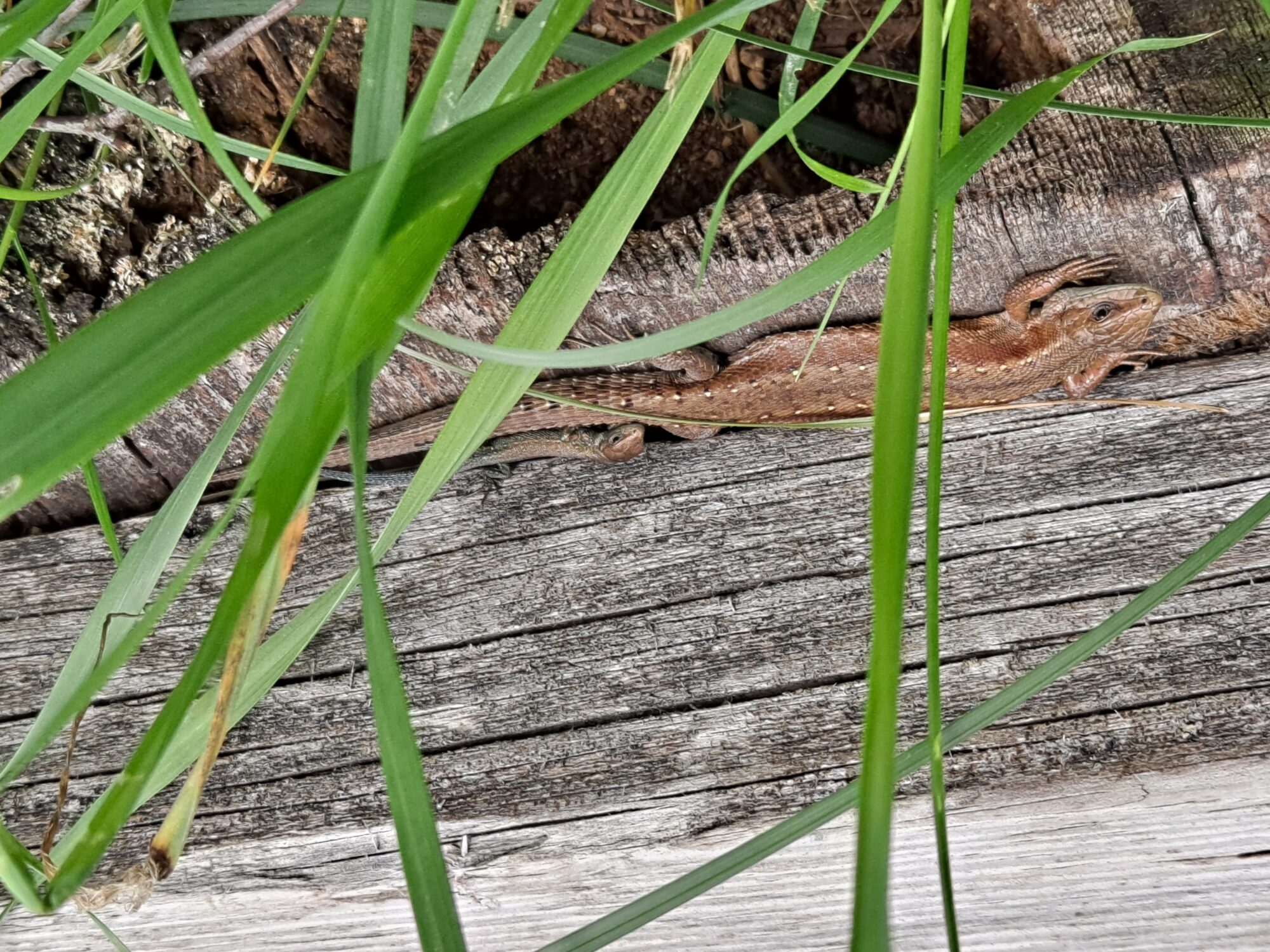 Valokuvaaja: Satu Suuntala