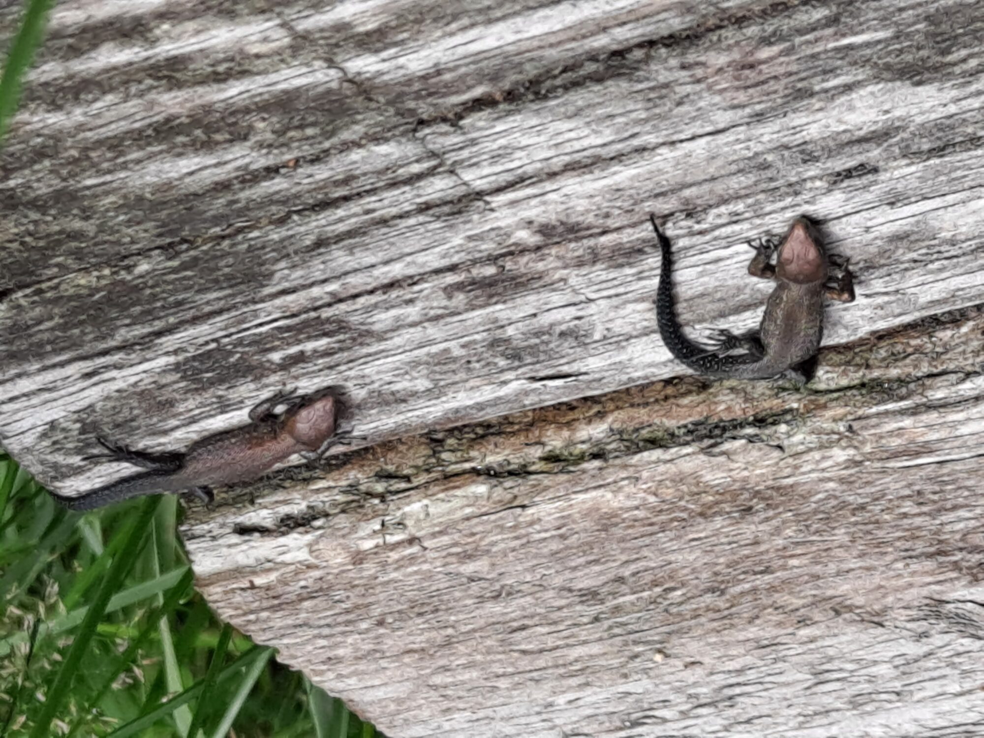 Valokuvaaja: Satu Suuntala Valokuvaaja: Satu Suuntala