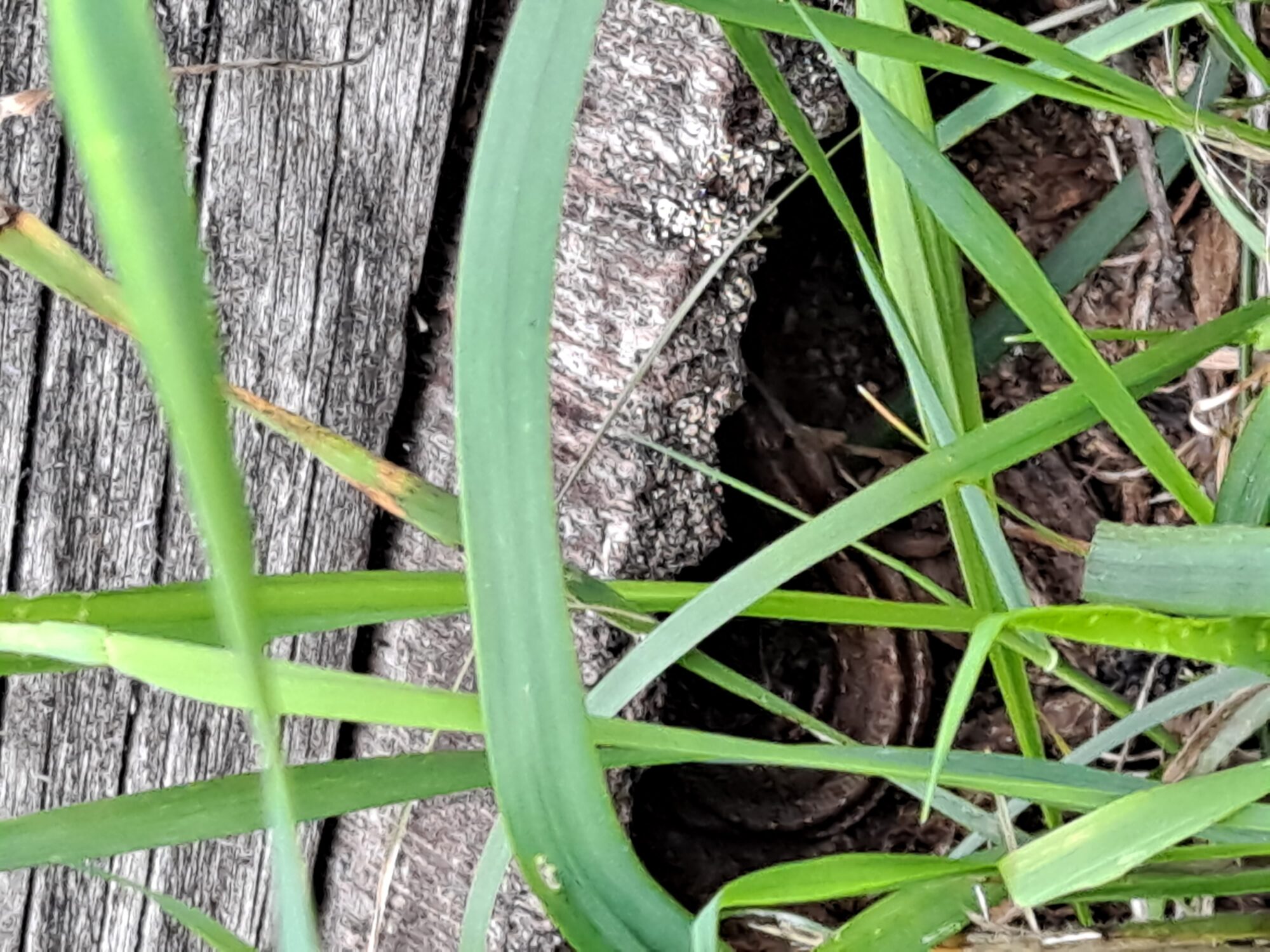 Valokuvaaja: Satu Suuntala Valokuvaaja: Satu Suuntala