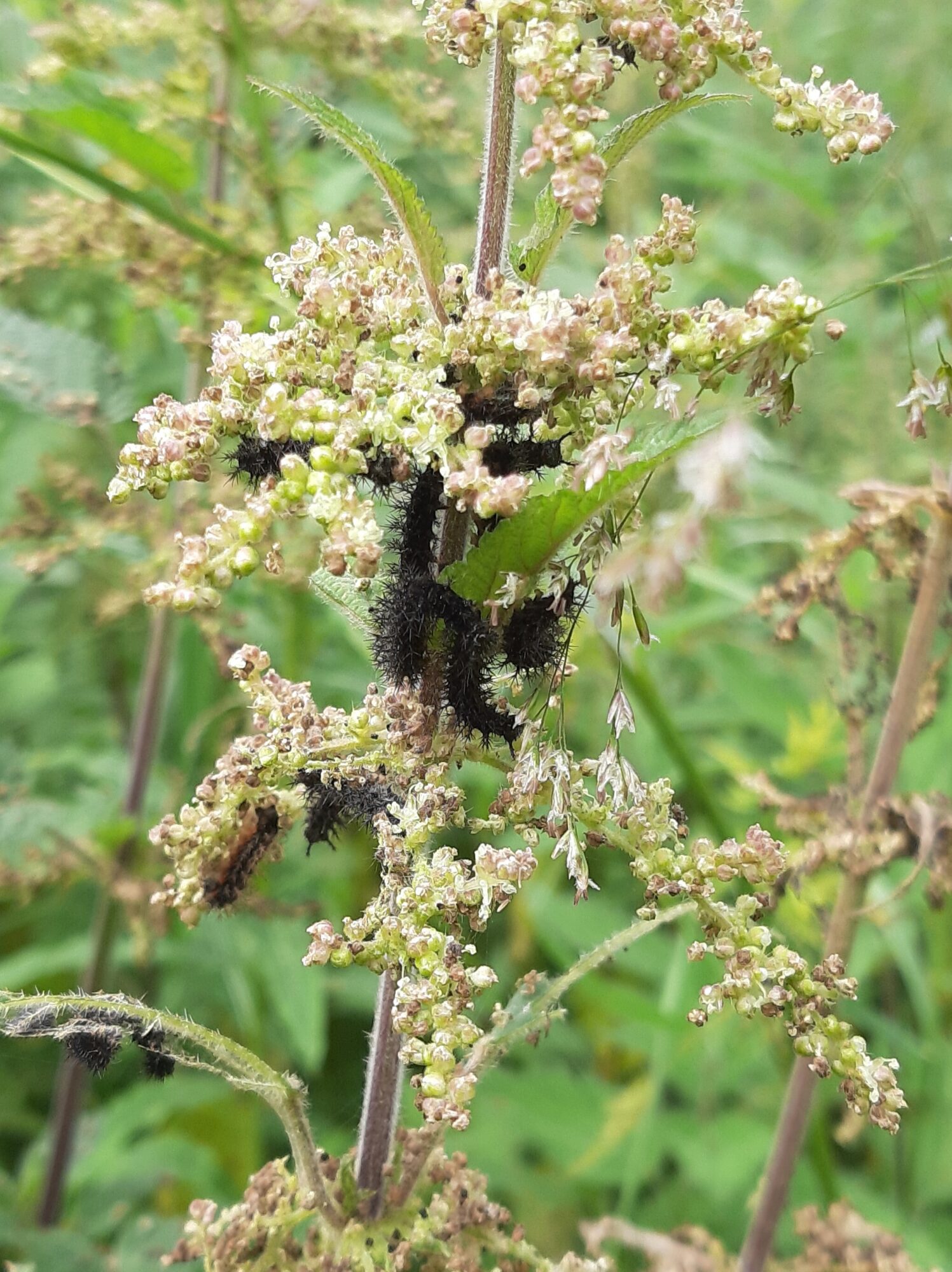 Valokuvaaja: Auli Feldt