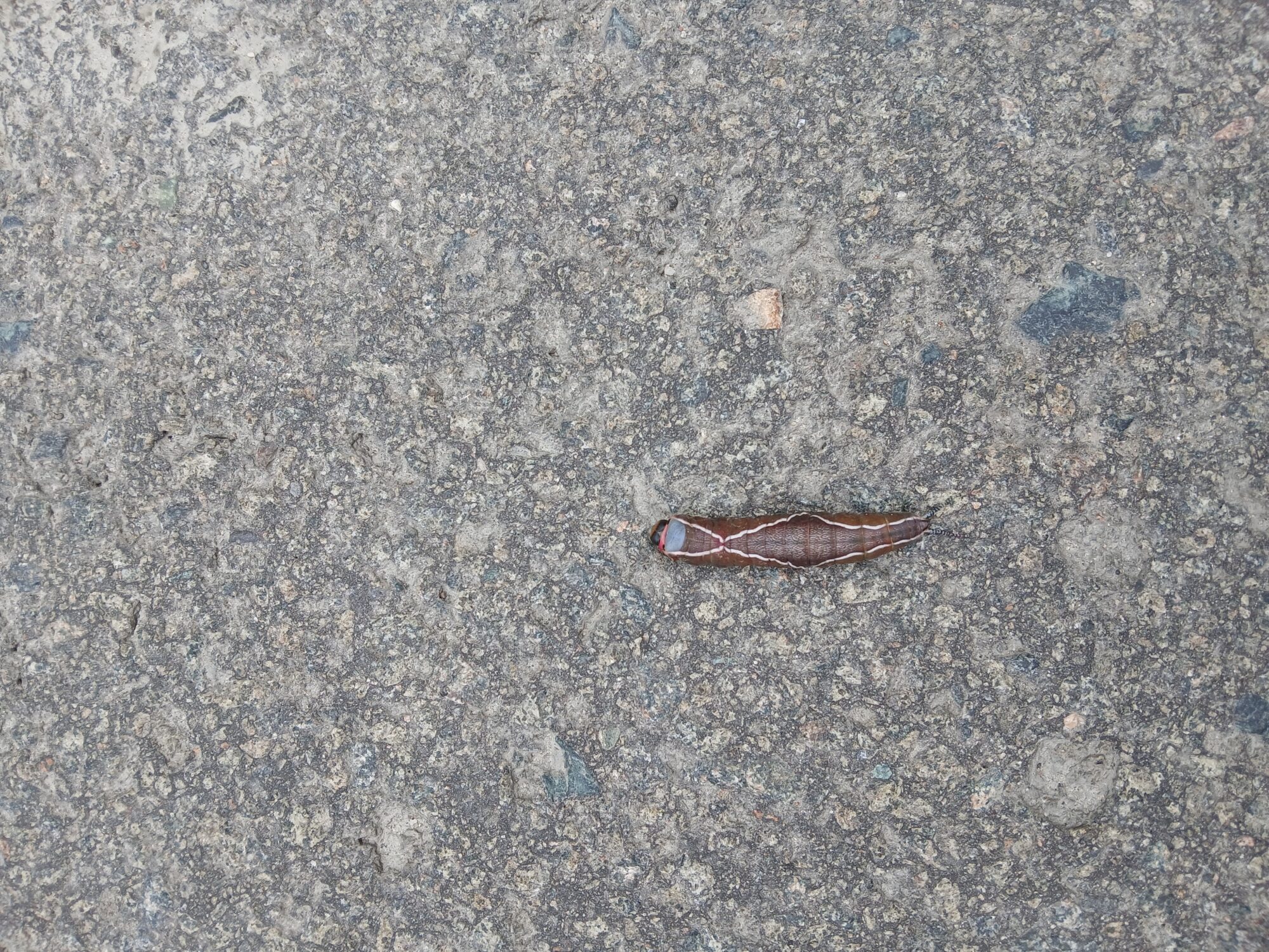 Valokuvaaja: Auli Feldt