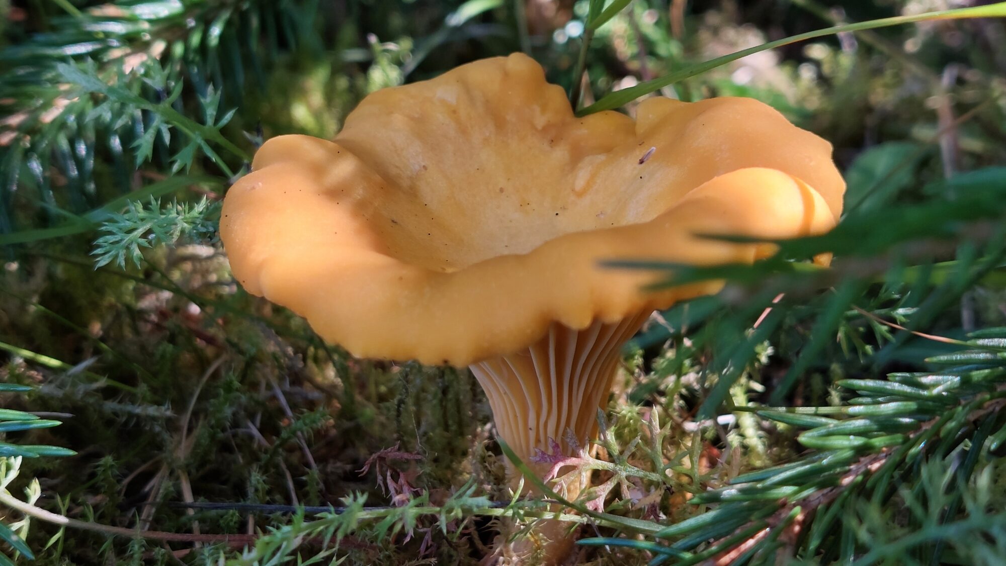 Valokuvaaja: Tarja Naukkarinen