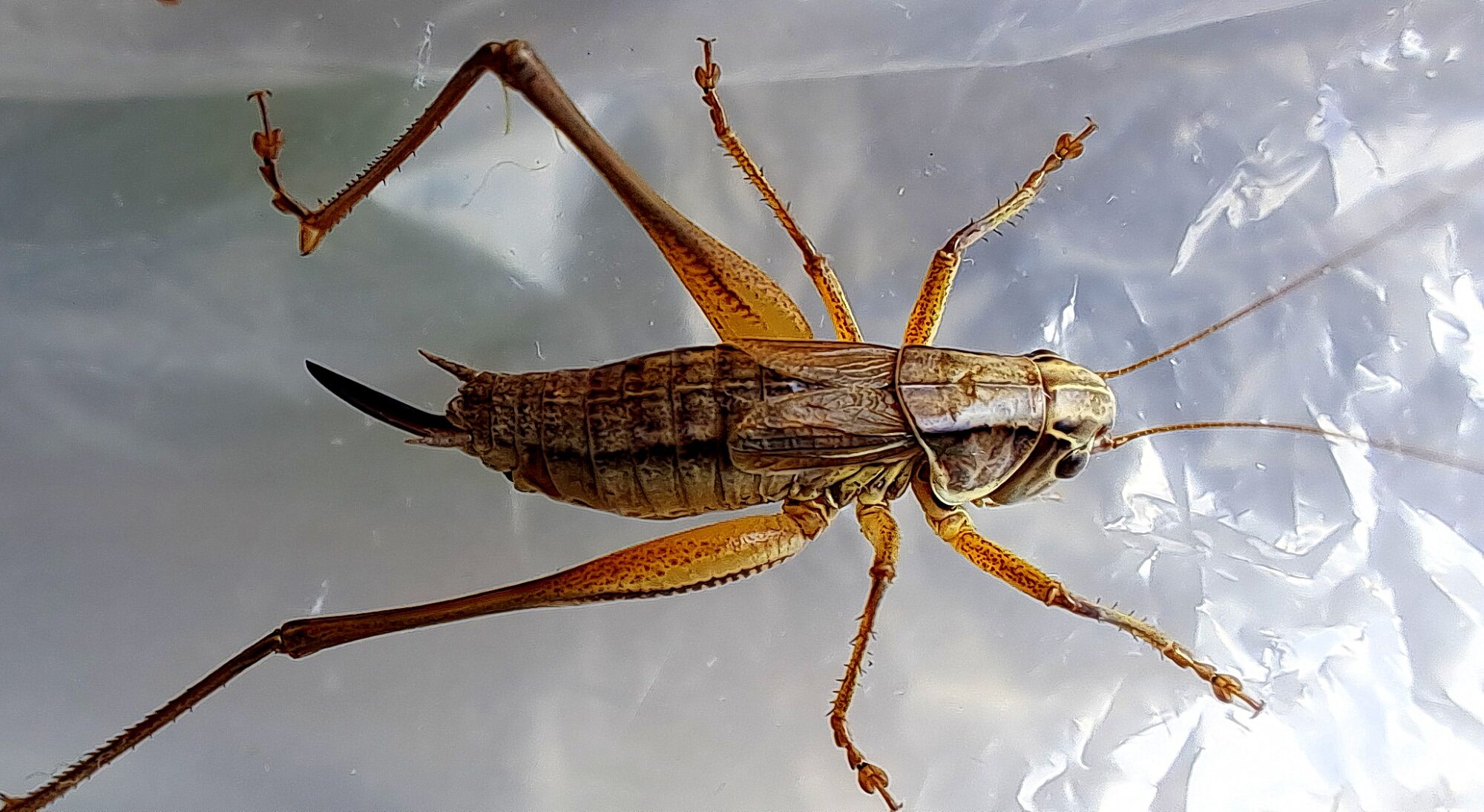 Valokuvaaja: Irja Lehtinen