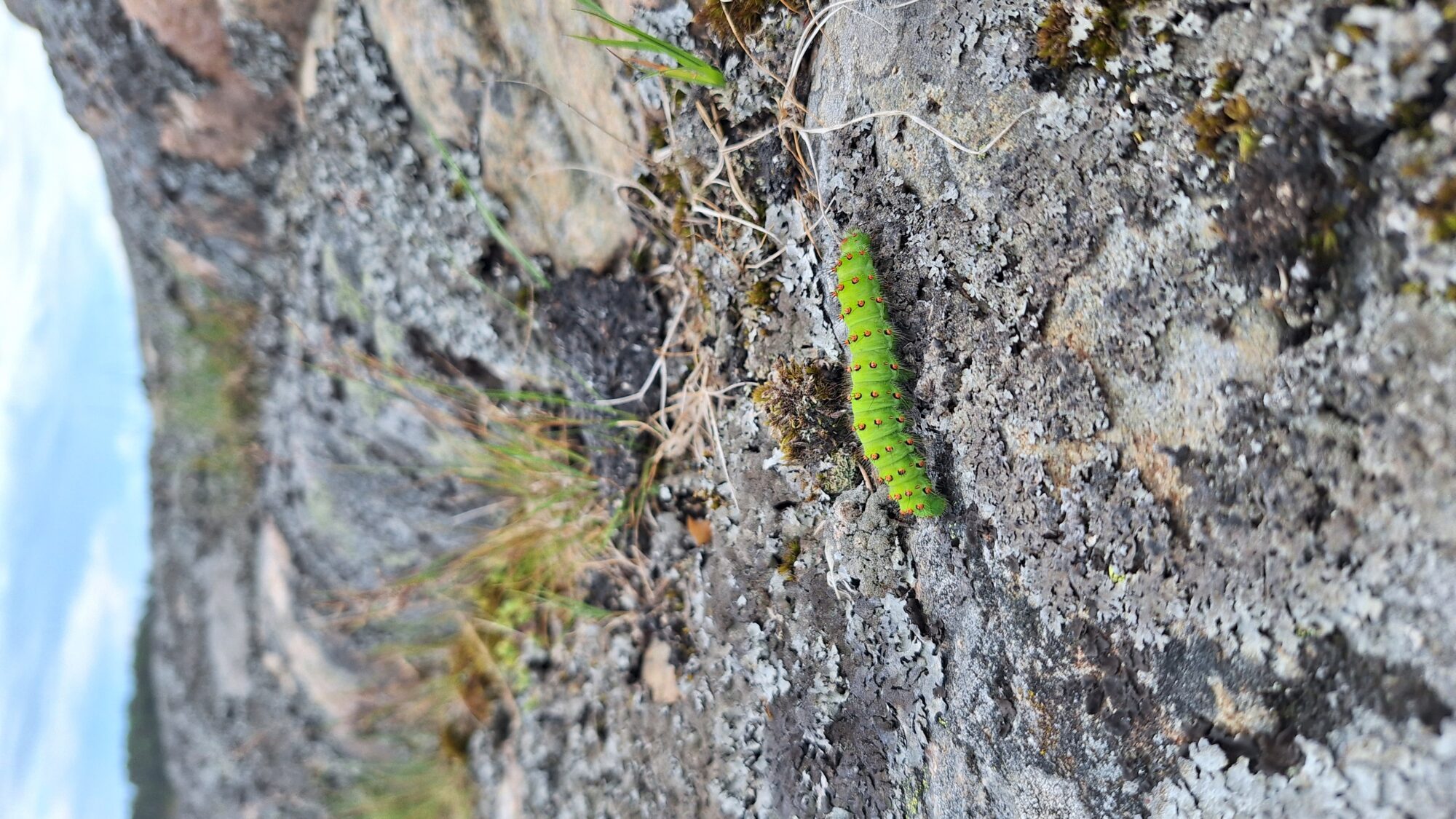 Valokuvaaja: Lisa Thomenius